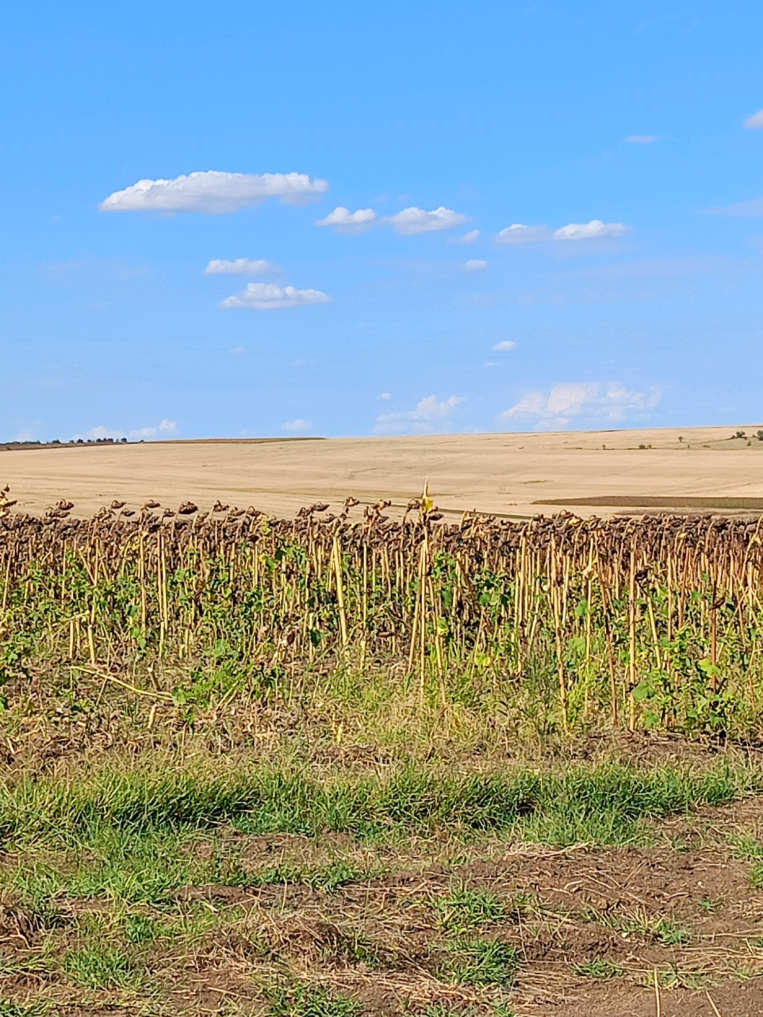 A wide shot of a field of sunflowers in Baurci, Moldova, displays the plants in a state of senescence, their heads bowed and stalks dry. In the foreground, a strip of green grass lines the bottom edge of the image, with some dried plant matter visible. Behind the sunflowers, a vast, dry field stretches into the distance, its muted tones suggesting a harvested or fallow state. A distant tree line marks the horizon. The sky above is a clear blue, dotted with a few fluffy white clouds. The overall scene depicts a rural landscape under a bright, sunny sky, characteristic of the agricultural setting in Baurci.