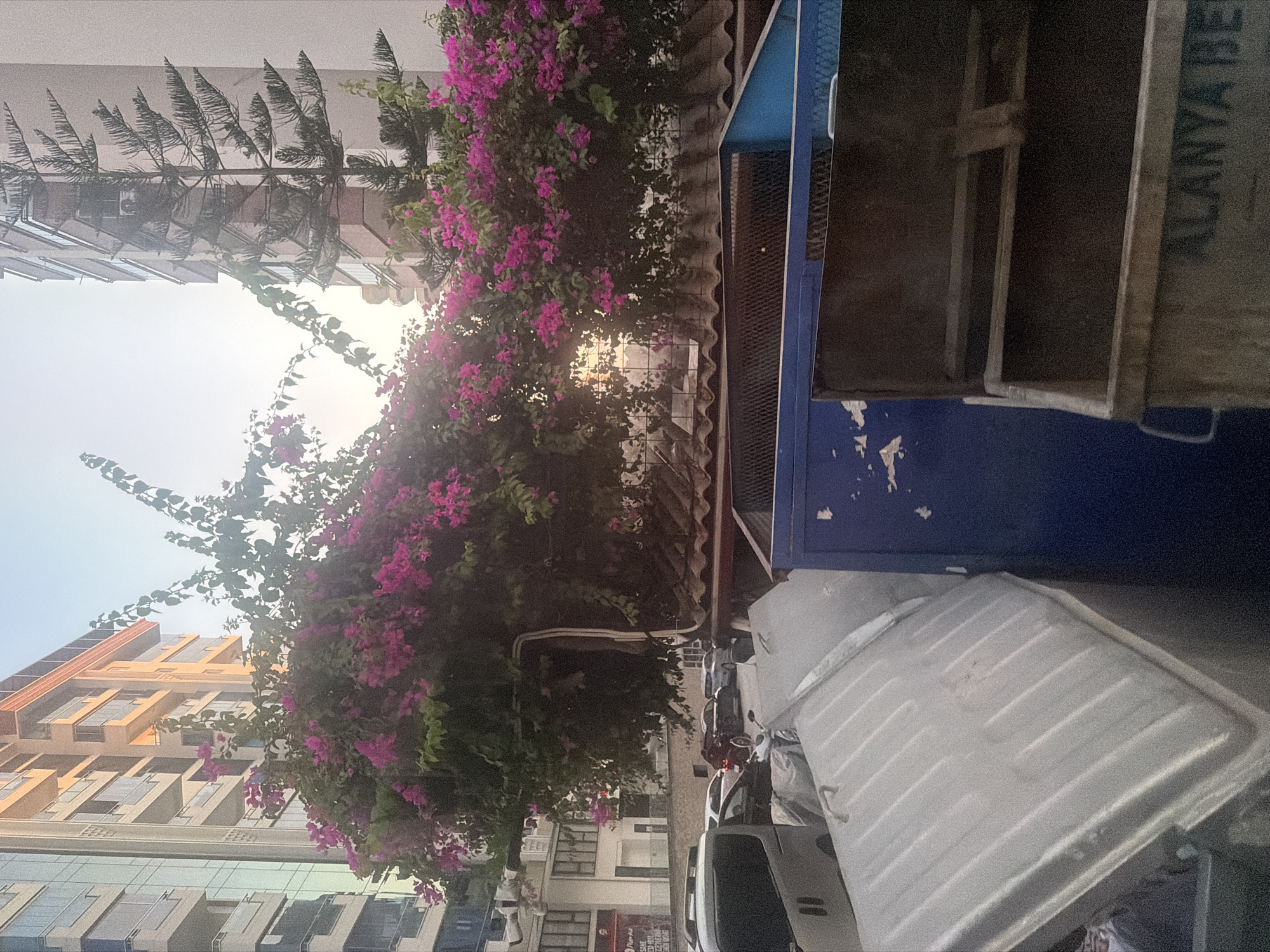 The image captures a street scene in Alanya, Turkey, featuring a vibrant display of bougainvillea flowers cascading over a corrugated roof. In the foreground, several large, grey and blue garbage bins are prominently placed. To the left, a white van is partially visible, parked on the street alongside other vehicles, including cars and a motorcycle. In the background, modern apartment buildings rise, their balconies and glass facades reflecting the late afternoon sun. The sky is clear and bright, suggesting a warm day. The overall impression is a juxtaposition of urban life with natural beauty, a common sight in coastal cities.