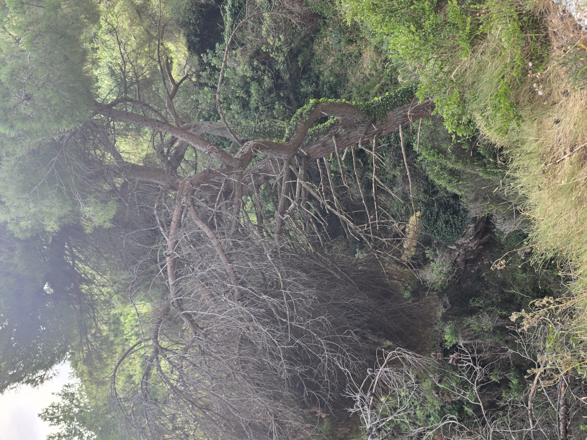 The image depicts a dense, overgrown natural landscape, likely a forest or wooded area. Dominating the foreground is a large, mature pine tree with a gnarled, twisted trunk. A significant portion of its branches are bare and gray, suggesting age or damage, while other parts are adorned with green pine needles. The tree is intertwined with ivy, which climbs up its trunk and branches.
Beneath and around the pine tree, there is a thick undergrowth of various green shrubs, bushes, and grasses. Some of these are lush and vibrant, while others appear dry and wispy, particularly in the lower right portion of the image where tall, dry grasses are prominent. The ground appears uneven and rocky, with patches of exposed earth and stones.
The background reveals more of the dense vegetation, with layers of trees and foliage receding into the distance. The overall impression is one of a wild, untamed natural environment. There are no people or man-made structures visible in the scene.
Given the location of Mirište, Montenegro, this scene is consistent with the natural terrain found in the coastal or inland mountainous regions of the country, which are characterized by coniferous forests and Mediterranean shrubland.