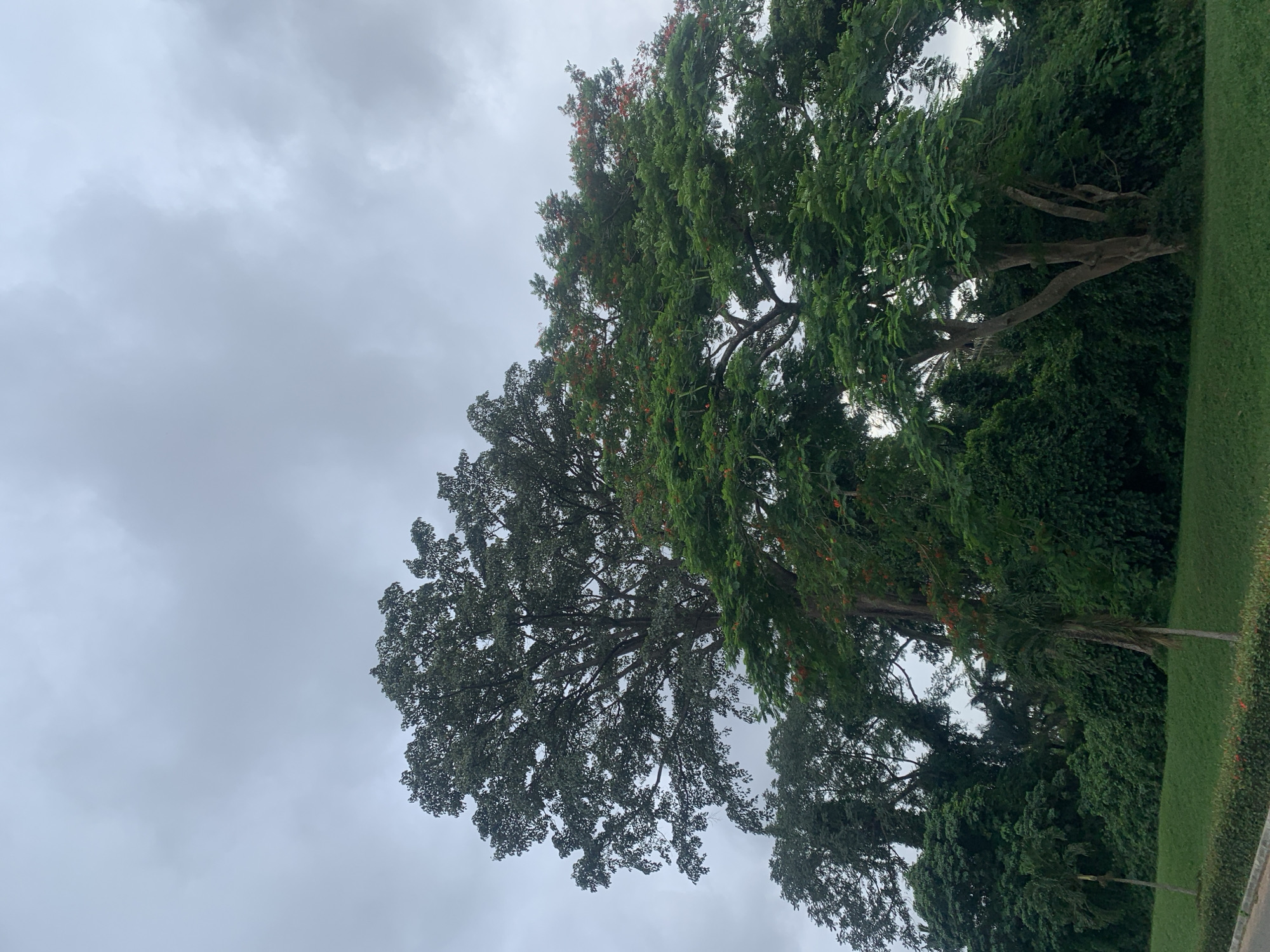 The image depicts a lush green park scene under a cloudy sky, likely in the city of Iju, Nigeria. The foreground features a well-maintained lawn bordered by a low hedge, with a paved area visible on the left. Dominating the midground and background are several large trees, including a prominent, dense tree on the left with dark green foliage and a lighter green tree to its right, adorned with scattered red flowers. The overall impression is of a natural, verdant urban space.