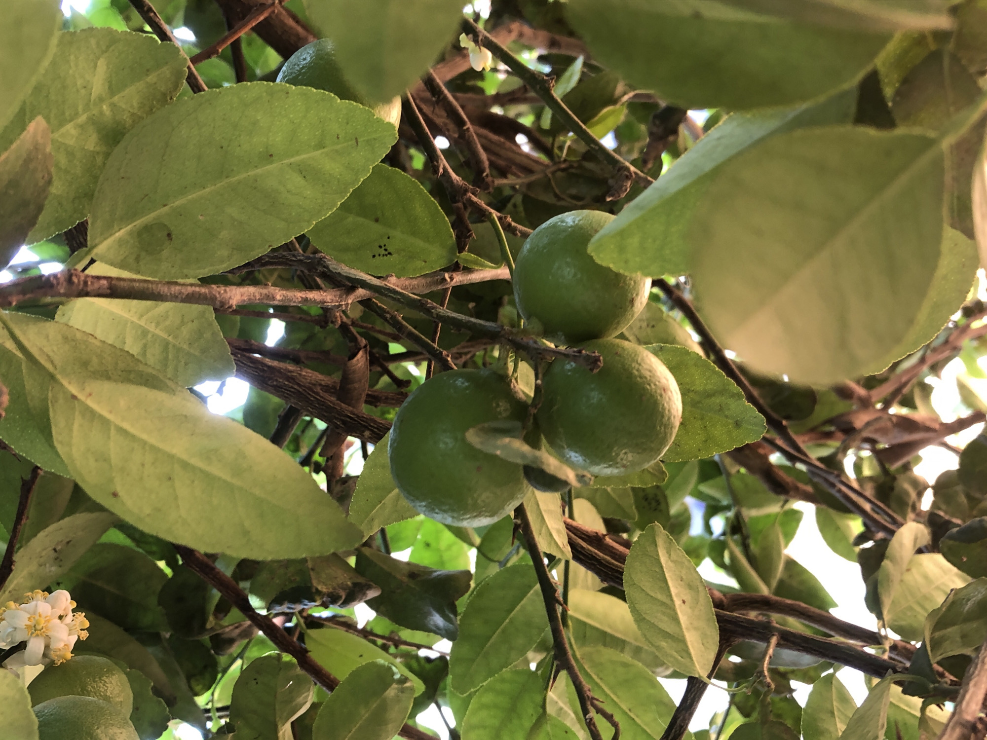 The image depicts a cluster of three green citrus fruits hanging from a branch amidst foliage. Leaves of varying sizes and shapes surround the fruit, with sunlight filtering through the branches. A small white flower with yellow stamens is visible in the lower left corner. The background consists of additional branches and leaves. The location appears to be outdoors, possibly a garden or orchard. The city and country are not identifiable from the image.
