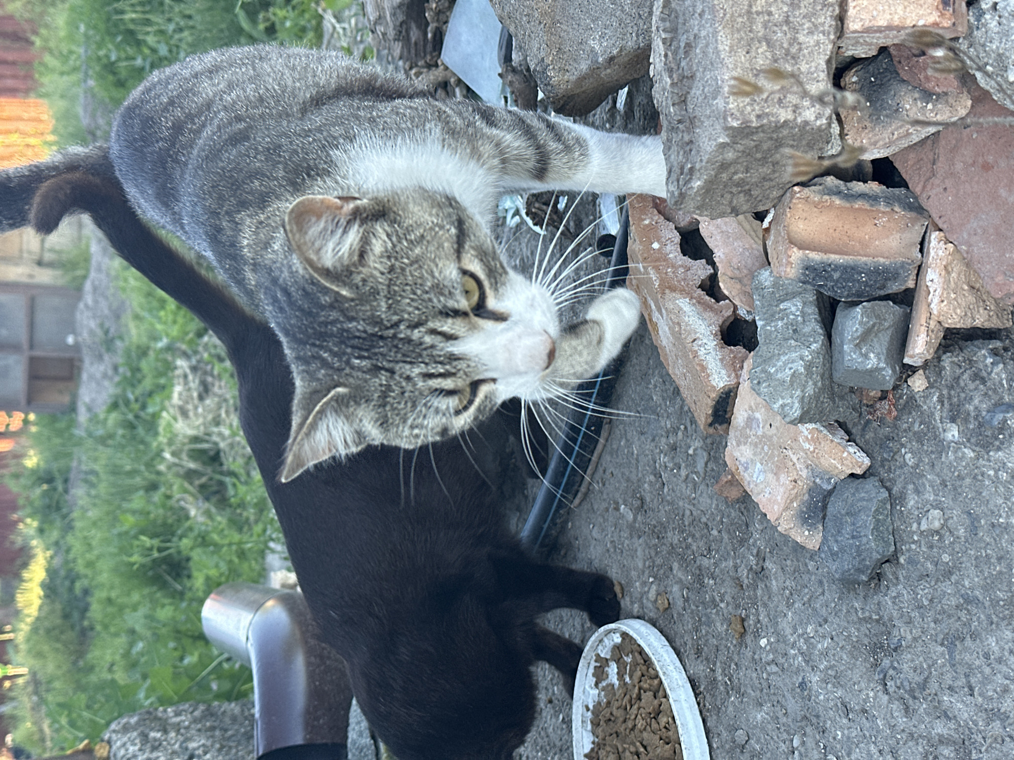 A tabby and white cat is walking towards the camera, with a black cat behind it. They are in an outdoor area with a concrete ground, scattered bricks, and some green foliage in the background. A white bowl filled with cat food is visible to the left of the image. The scene appears to be a backyard or alleyway. The location is identified as Ravna Gora, Bulgaria.