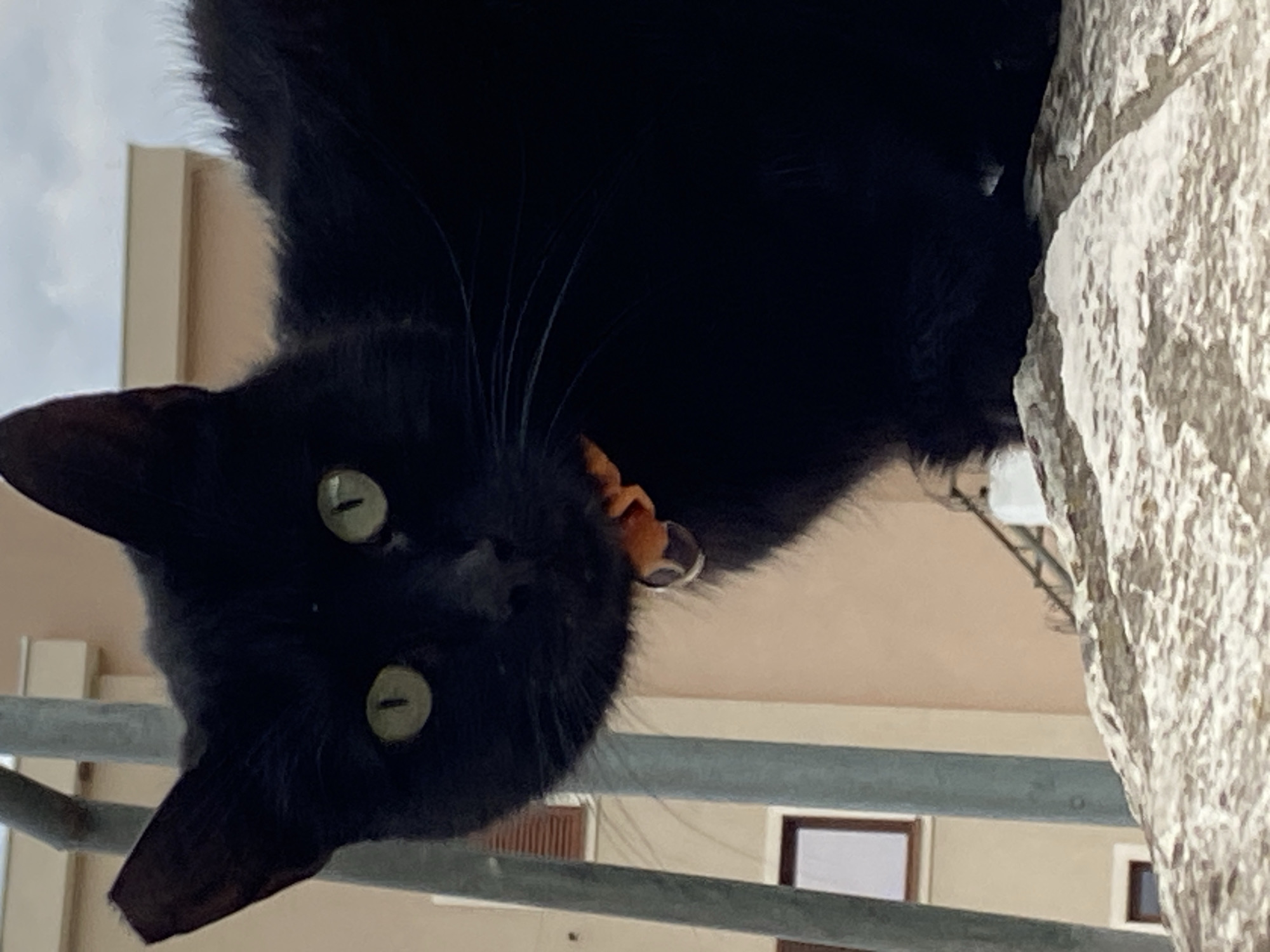 A black cat with green eyes is perched on a stone structure, likely a wall, in the city of Budva, Montenegro. The cat wears a collar with a tag. The background reveals a building with windows and metal bars. The scene is shot from a low angle, giving the cat a dominant presence in the frame.