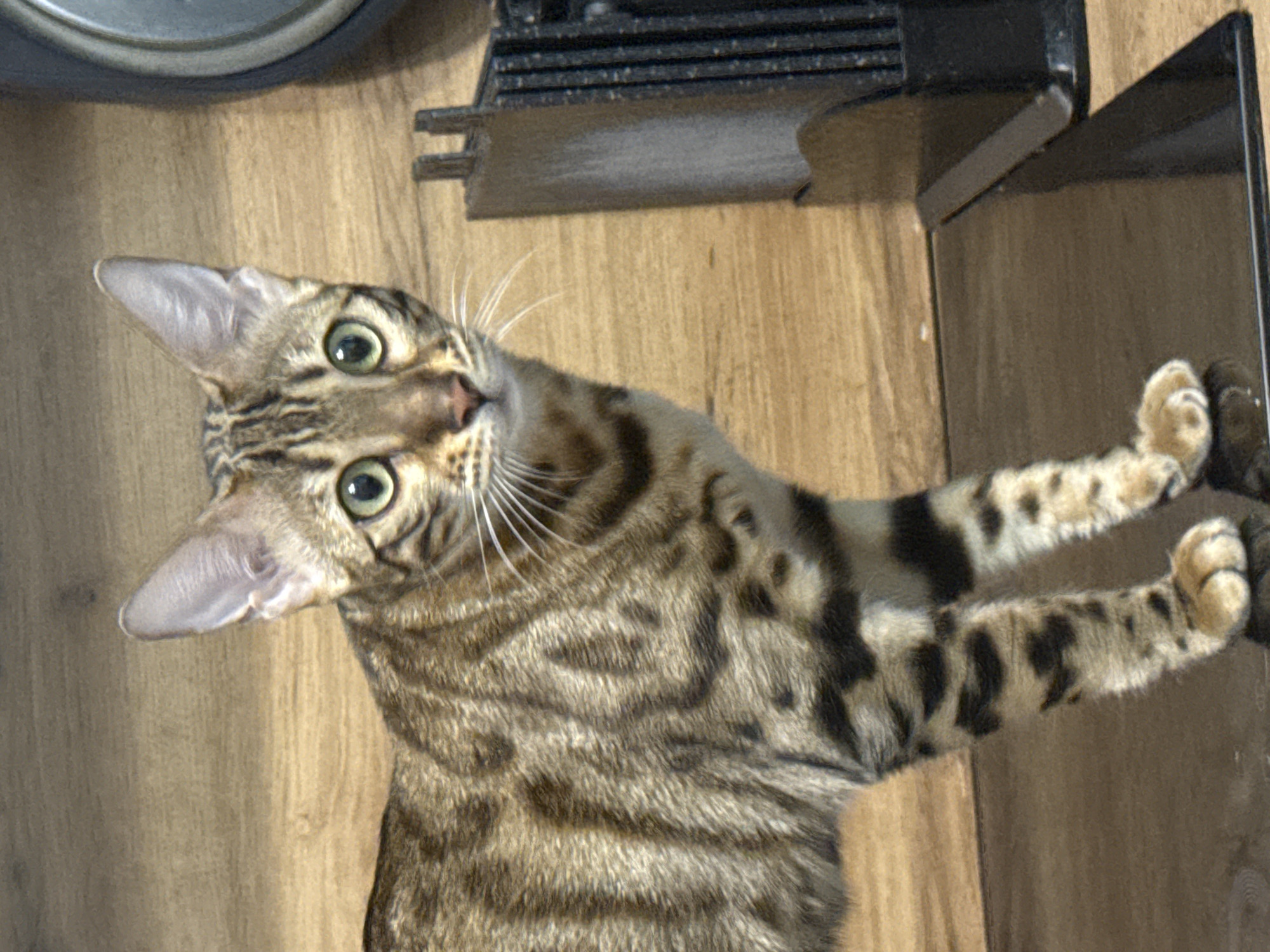 A Bengal cat stands on a dark reflective surface. The cat has a tan coat with black spots and stripes, and green eyes. It is looking directly at the camera. The background is a wooden wall. To the right of the cat, there is a black object with vertical slats. The image is well-lit and in focus. There is no information about the location in Moscow, Russia, as the image does not provide any such context.