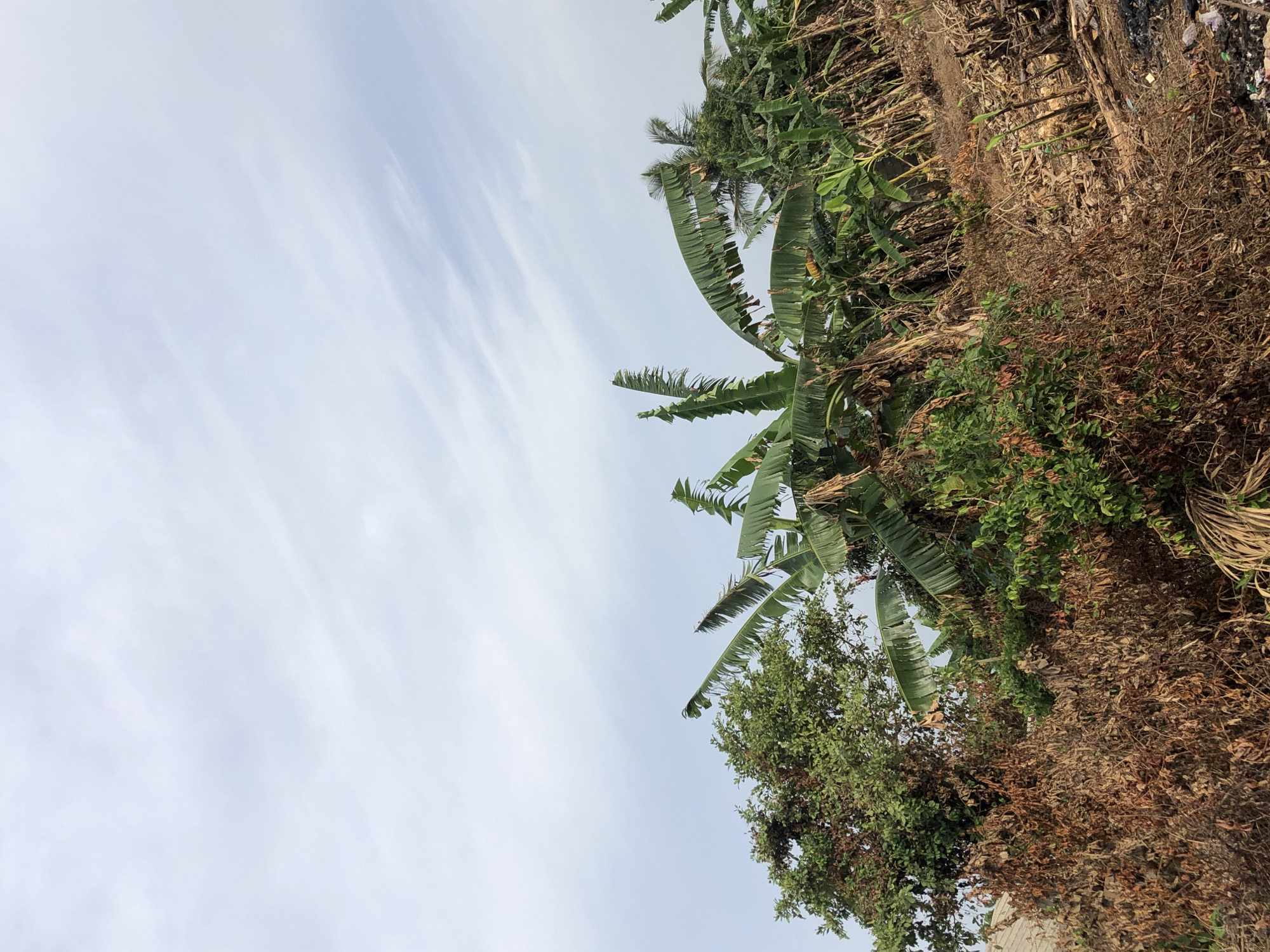 The image shows a view of foliage against a cloudy sky, potentially taken outdoors in an urban or suburban setting. Predominantly, there is vegetation, including various types of trees, such as palm and banana trees, along with some dried leaves or branches. Part of a building is also visible in the lower left corner, and debris or trash is present in the upper right corner, although it appears to be limited. The sky constitutes a significant portion of the image, with clouds scattered across it. The location is noted as Unknown, Unknown.