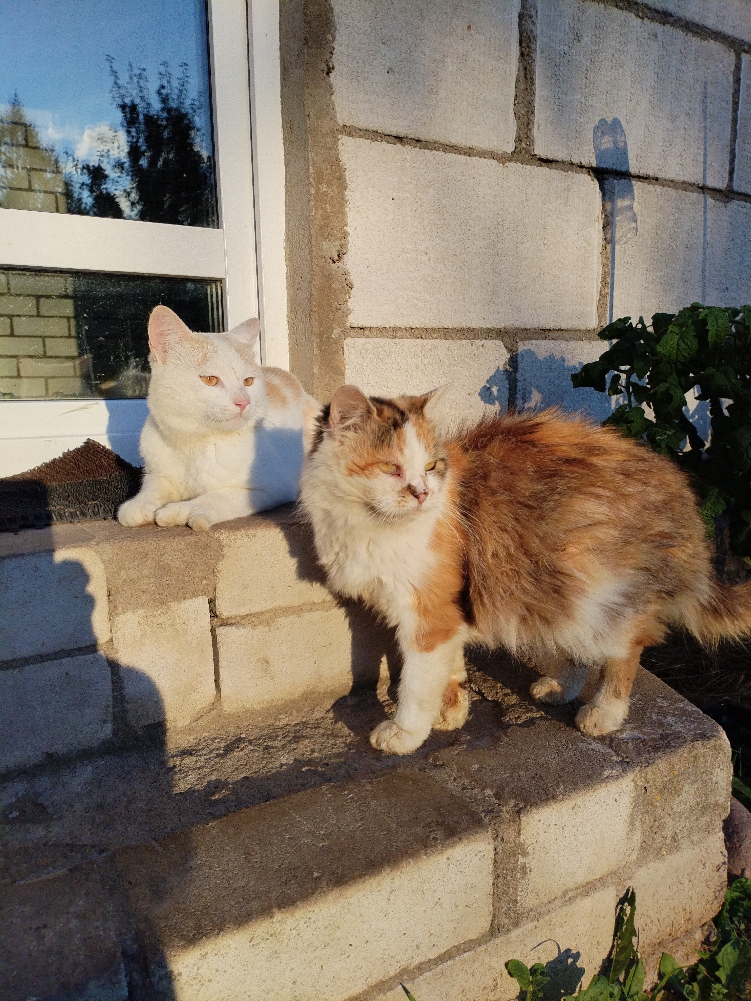 Two cats are positioned on stone steps in front of a brick building. The cat on the left is predominantly white with some ginger markings and is lying down. The cat on the right is a calico with extensive ginger, white, and black fur and is standing. Both cats are looking to their left, towards a window. The background consists of the brick wall of the building and some foliage to the right. The lighting suggests it is either early morning or late afternoon, casting shadows on the steps. The scene appears to be in an outdoor urban setting, potentially a residential area in Bialynichy, Belarus.