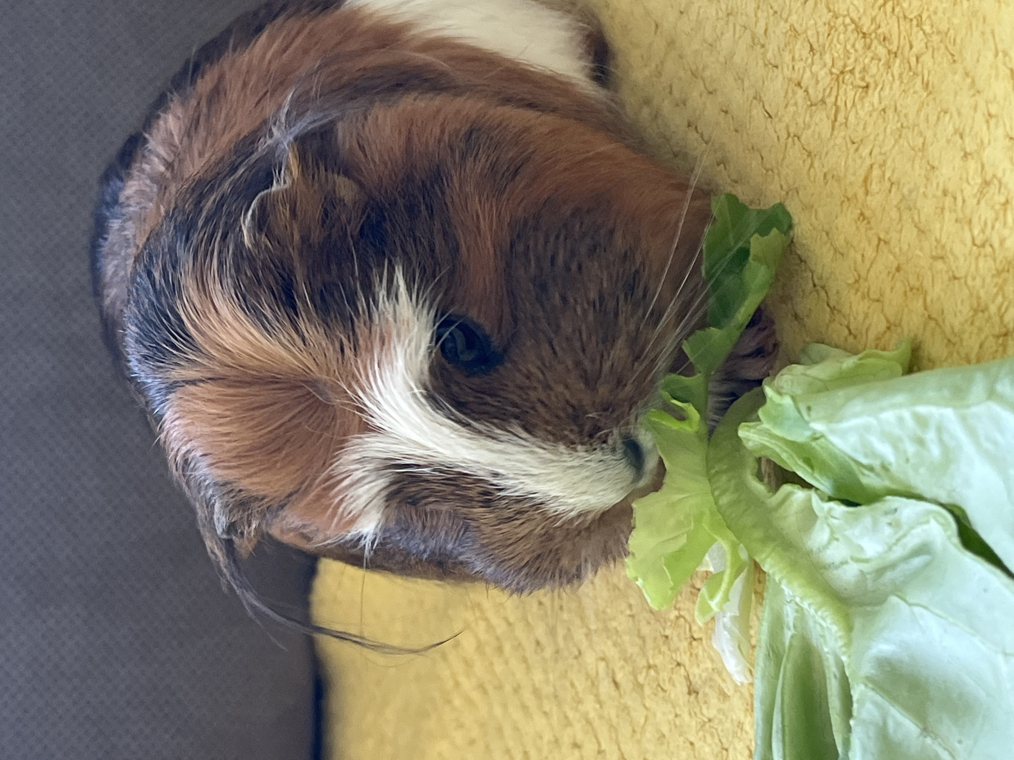 A tri-colored guinea pig is captured in a close-up, diagonal view, resting on a bright yellow, textured fabric surface, possibly a blanket or towel. The animal's fur displays a distinctive pattern of warm brown, black, and white patches. A prominent white stripe extends from its nose upwards on its face, reaching towards its dark, watchful eye. Delicate whiskers fan out from its muzzle.
The guinea pig's head is turned towards the right side of the frame, where a cluster of fresh, crinkled green lettuce leaves is presented. Its snout is nestled among the leaves, indicating it is actively eating or about to consume the lettuce. A darker, grayish-brown background is visible on the left, contrasting with the soft yellow surface. The lighting suggests an indoor setting. No visible text is present. The animal appears calm and focused on its meal.