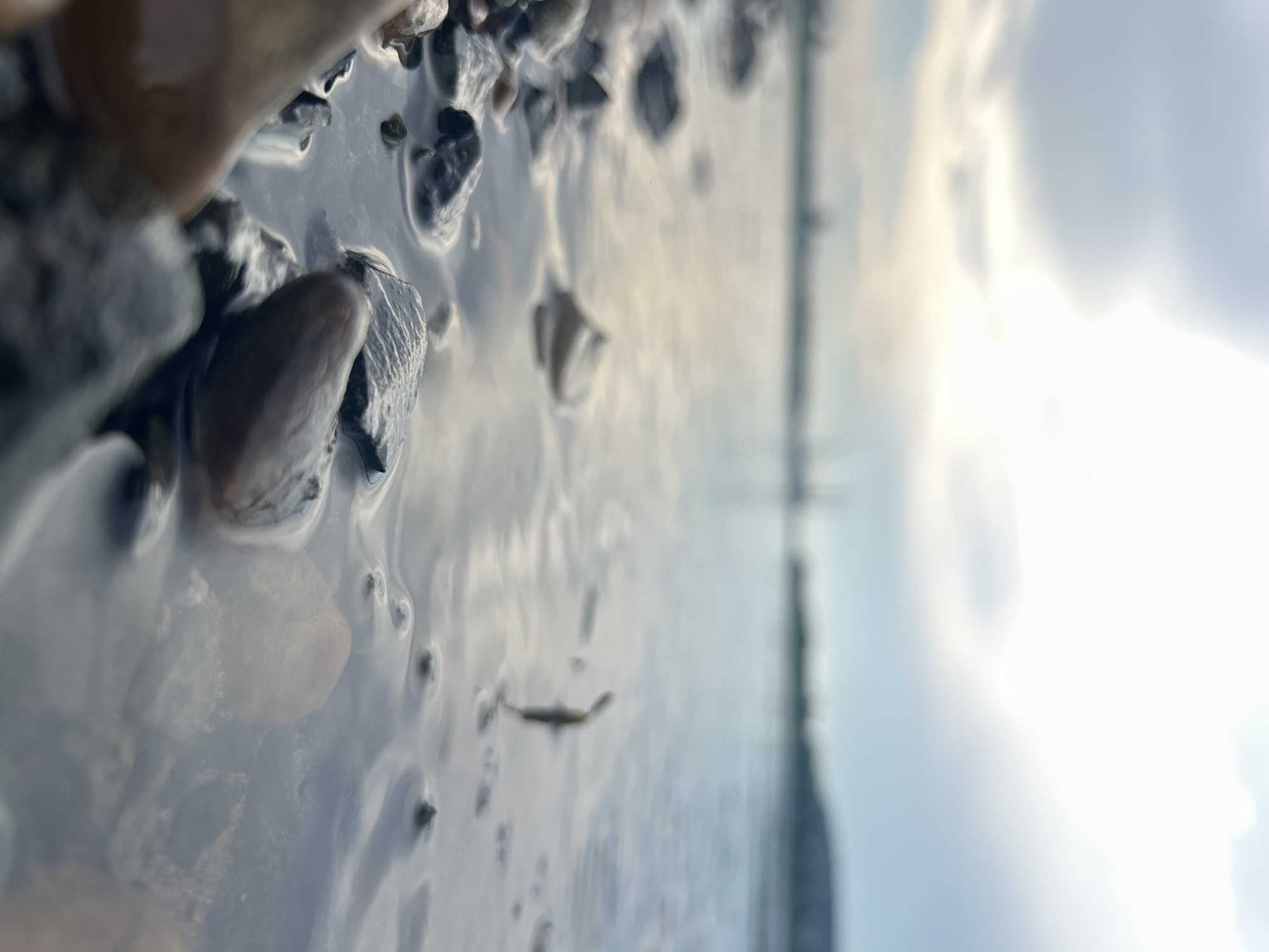 The image depicts a low-angle view of a rocky shoreline with calm water. In the foreground, smooth, dark-colored pebbles are partially submerged in shallow water, with some appearing wet and reflective. The water's surface is mostly still, reflecting the muted tones of the sky. In the mid-ground, a thin, vertical strand of green vegetation is visible, emerging from the water. The background shows a blurred, distant shoreline with faint outlines of structures, possibly industrial or urban, under a cloudy sky with areas of bright light suggesting diffused sunlight. The overall scene is serene and natural, with a hint of human presence in the distant background. This could be a scene along the Tom River in Kemerovo, Russia.