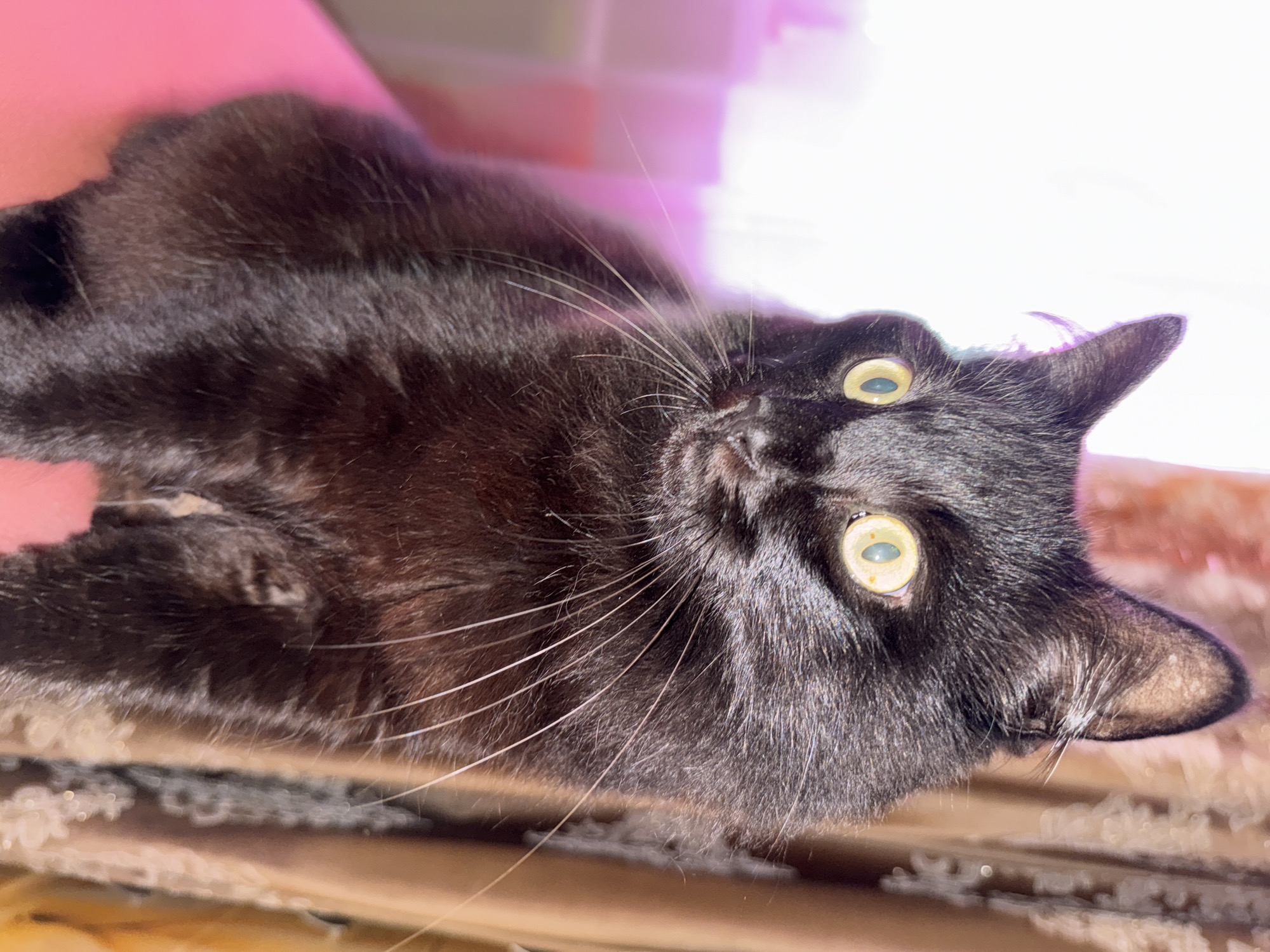 A black cat with yellow eyes is sitting on a pink surface, looking to the left. The cat has long white whiskers and its fur is shiny. In the background, there are blurred curtains and a bright light source. There is no identifiable information about the city of Bor, Russia, or any people present in the image.