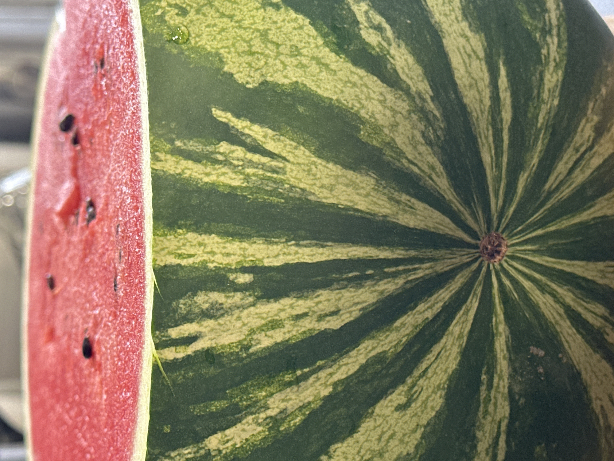 A close-up, eye-level, vertical shot shows the top half of a sliced watermelon. The watermelon's bright red flesh, speckled with black seeds, is visible at the top. Below the flesh is the white rind, which then transitions into the watermelon's green rind with its characteristic light green stripes radiating from the bottom center. A single water droplet is visible on the right side of the rind. The background is blurred and out of focus. There is no information in the image that indicates the location in the city of Nevinnomyssk, Russia.