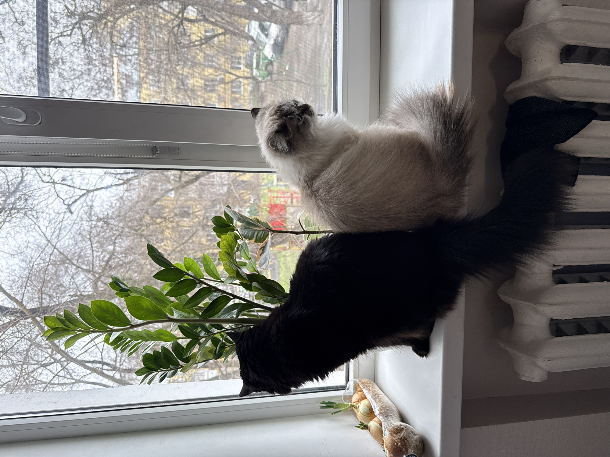 An interior shot from a residence in Rostov-on-Don, Russia, depicts two long-haired cats sitting on a white windowsill, looking outwards. A black cat is positioned on the left, its back to the viewer, facing left towards a white window frame. To its right, a cream-colored cat with darker points, also seated with its back partially to the viewer, faces right towards another section of the window. The cats are separated by a tall green houseplant, possibly a ZZ plant, and another smaller plant.
On the far left of the windowsill, a light-colored ceramic trough contains several sprouted onions, some with visible green shoots. An elongated, textured object, possibly a cured sausage, is partially visible next to them. The window itself is a white PVC frame with multiple panes. The right pane features a roller blind chain and a fine mesh screen.
Beyond the window, an urban landscape is visible under an overcast sky. Bare deciduous trees dominate the midground, suggesting a late autumn or winter season. In the background, yellow multi-story residential buildings are discernible, consistent with apartment blocks. A paved area below features several parked vehicles, including at least one green and two white cars. Red and yellow playground equipment is partially visible in the distance to the left. Directly beneath the windowsill, a white fluted cast-iron radiator is present, with a dark fabric draped over it, partially obscured by the cats' tails.