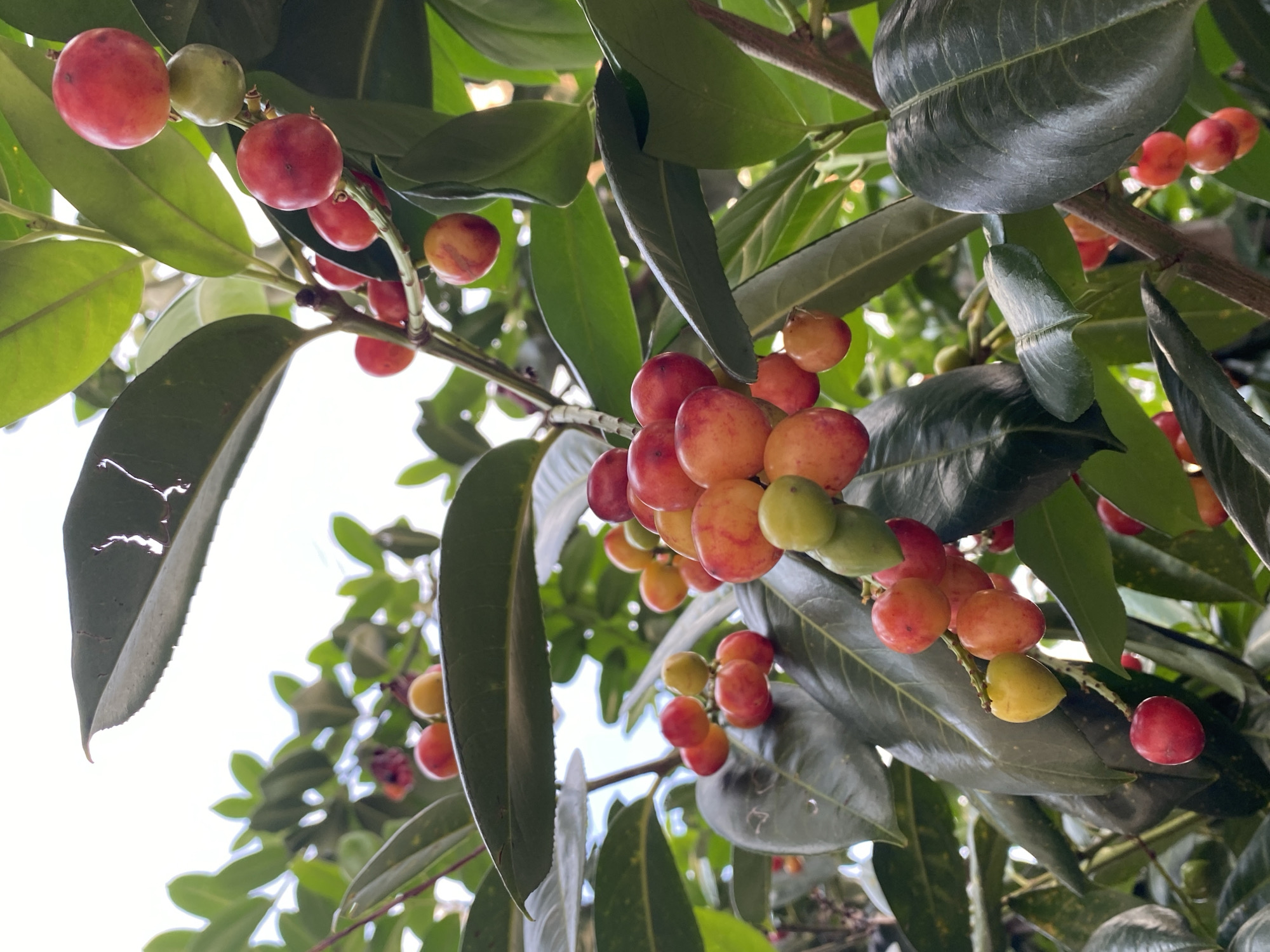 The image shows a close-up of a tree branch laden with ripe fruits. The fruits are small and round, varying in color from bright red to yellowish-orange and green. They are clustered together on thin stems, amidst dark green, glossy leaves. The background is out of focus, suggesting a natural outdoor setting. There are no people or animals visible in the image. The lighting indicates it is daytime, with some sunlight filtering through the foliage. The scene is a still life of ripening fruit on a tree, likely in a garden or park environment. It is not possible to determine the specific location within the city of Batumi, Georgia, from the visual information provided.