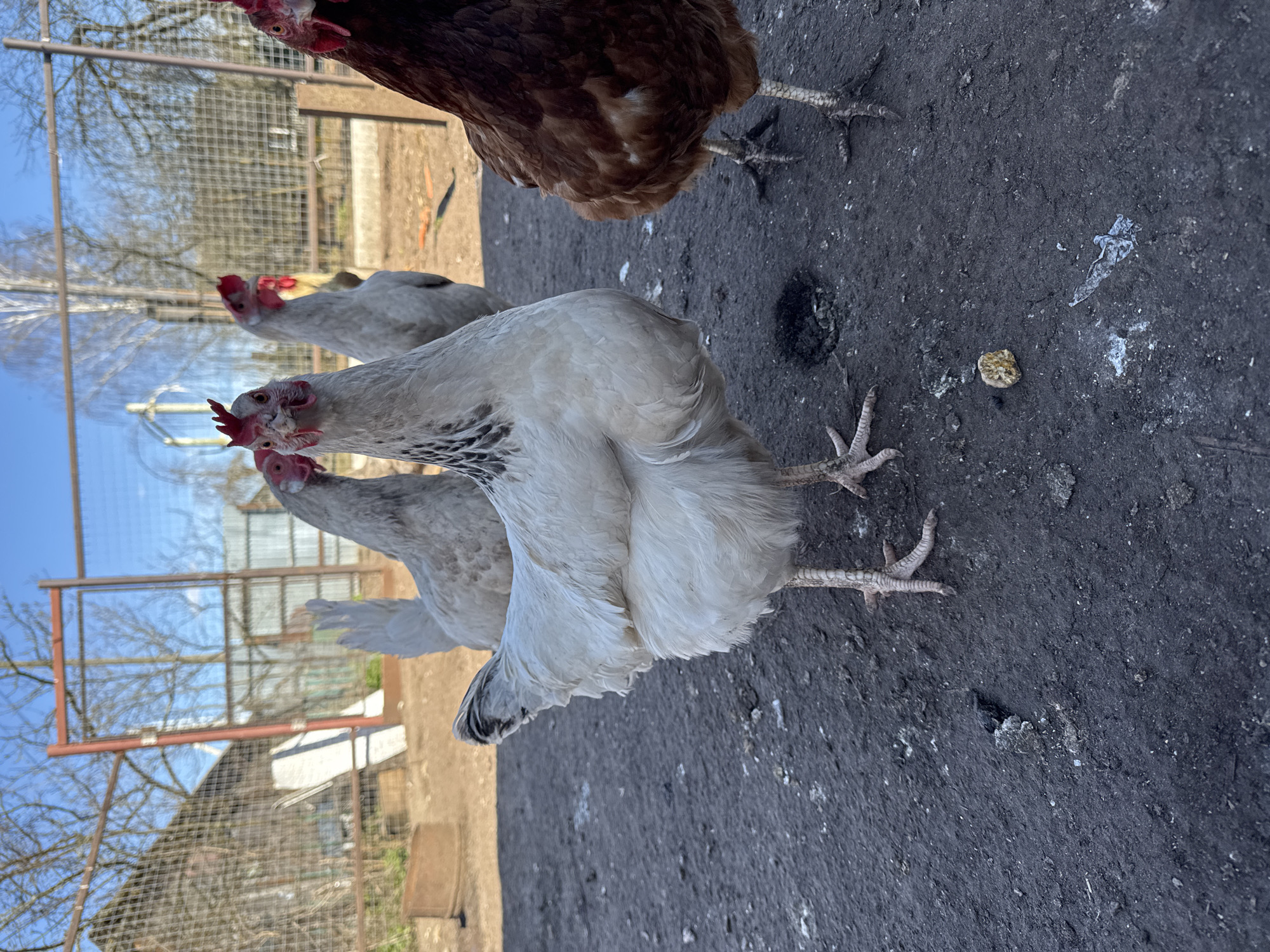 The image displays a group of chickens in an outdoor setting in Раздолье, Russia, under bright daylight. In the foreground, three light-colored chickens, predominantly white or light gray with speckled feathers, stand on a dark, uneven ground surface, facing forward with their heads slightly down. They all have distinct red combs and wattles. Their scaly legs and feet are visible on the ground. A fourth chicken, with brown and reddish-brown feathers, is partially visible in the upper right portion of the frame.
The ground beneath the chickens appears to be compacted dirt or asphalt, heavily soiled and speckled with white chicken droppings. A small, yellowish, irregularly shaped object, possibly a piece of feed or a stone, is visible on the ground, along with a lighter, elongated piece of debris that might be plastic.
In the background, a tall metal fence with a grid-like wire mesh structure encloses the area. Beyond the fence, numerous trees with bare branches are visible against a clear, bright blue sky, suggesting either late winter or early spring. The scene is well-lit, indicating a sunny day. No discernible text is visible in the image.