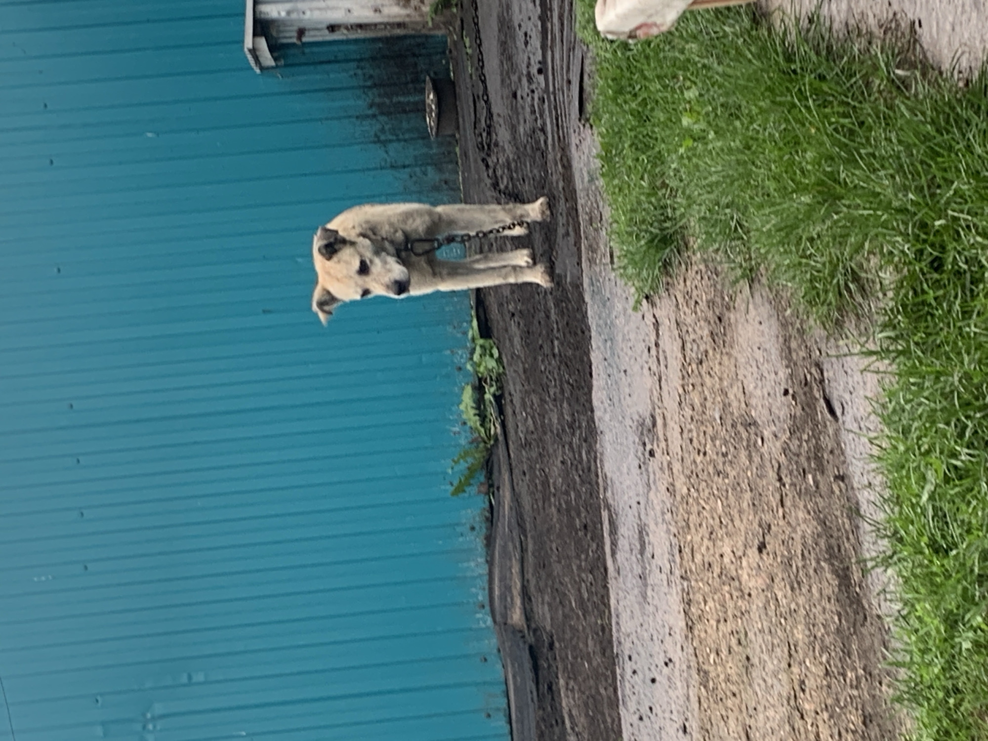 A tan dog stands on a dirt patch in front of a teal corrugated metal wall. The dog is chained by the neck to a metal link chain, which extends down to the ground. To the right of the dog, a small, dilapidated wooden structure is visible, partially obscured by the dog and the wall. Behind the dog, a black trough or basin sits on the ground. The ground itself is a mix of dirt, gravel, and some patchy vegetation. In the foreground, to the right, a strip of green grass is visible. The scene appears to be in an outdoor, possibly rural or industrial setting. The image was taken in Nizhnee Almurzino, Russia.