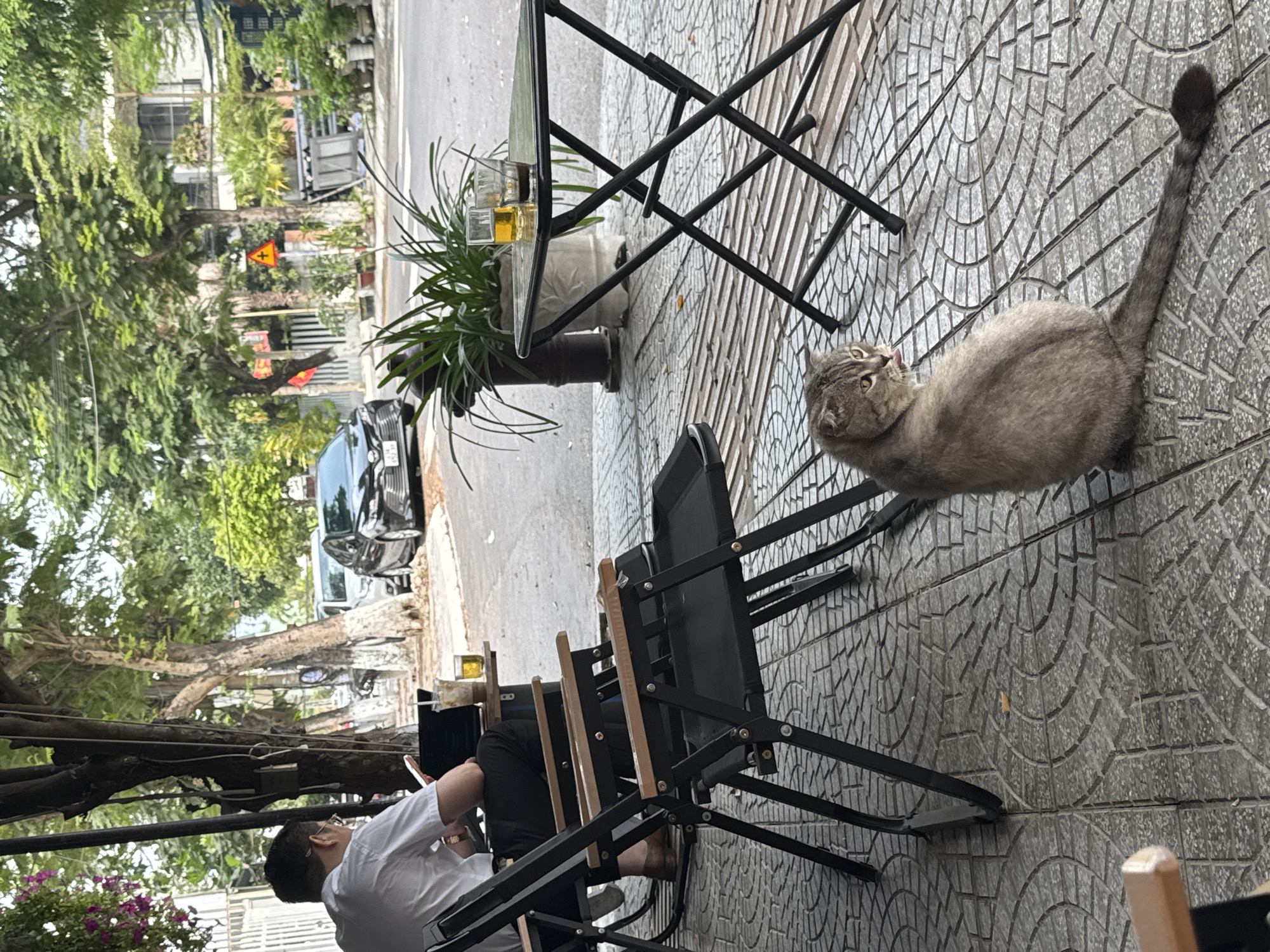 Outside a business in Đà Nẵng, Vietnam, a gray cat with its tail extended upward sits on the tiled sidewalk near a black metal folding chair and table. A seated person wearing a white shirt is looking down and using a phone. Behind them is a green potted plant. Trees, a road, cars, and buildings are in the background.
