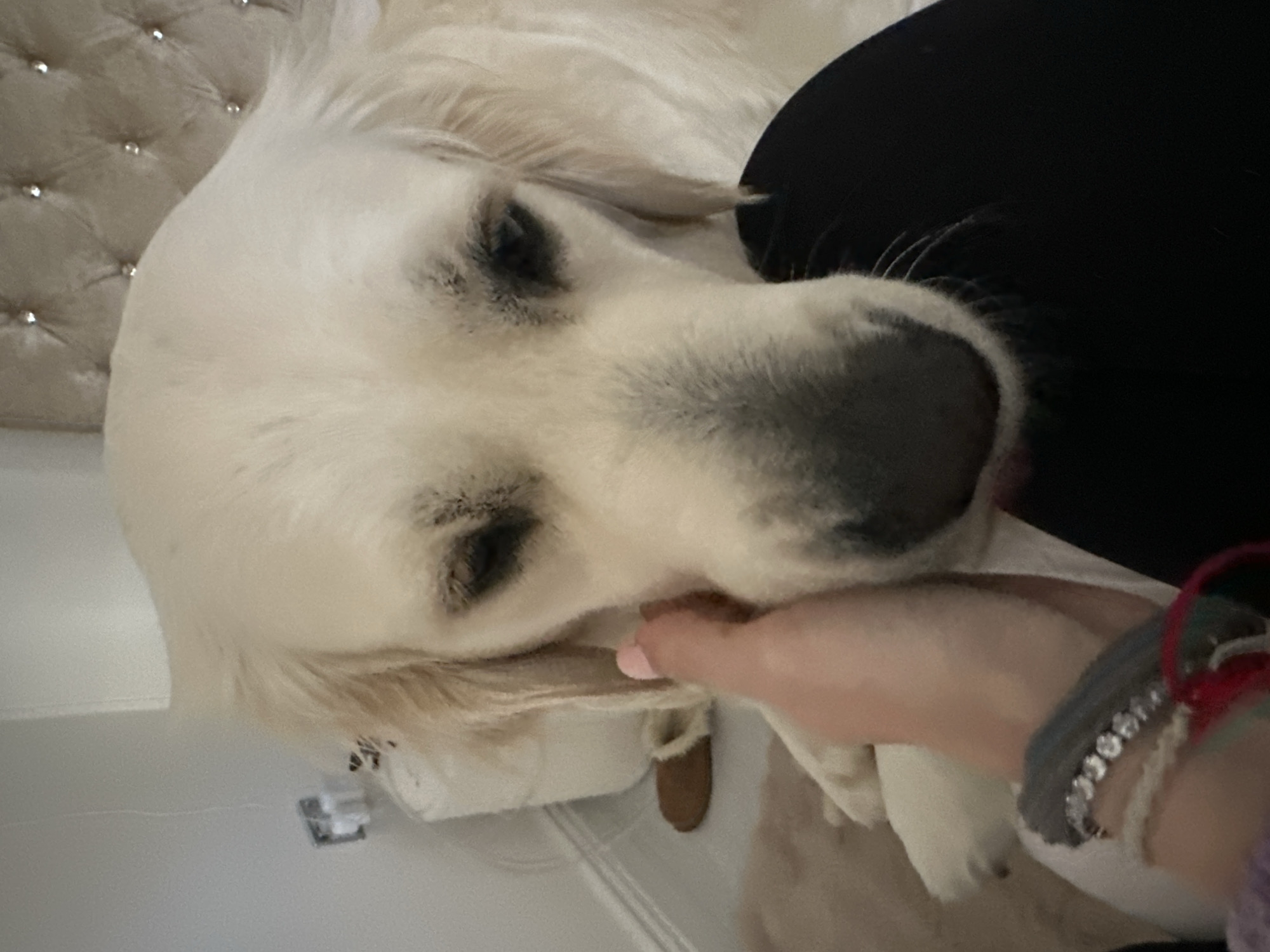 The scene is an indoor domestic environment, likely a bedroom. No identifiable features permit determination of a specific location within London, United Kingdom. The image primarily features a light-colored Golden Retriever-type dog from a close, eye-level perspective. The dog has light cream-colored fur, dark eyes with some surrounding dark staining, and a dark nose. Its head is slightly lowered, and its expression appears calm or resting. A human hand, with fair skin and light pink nail polish, is gently cupping or stroking the dog's face or chin area on the left side of its head. The hand is adorned with multiple bracelets, including a wide grey or silver-toned bracelet with multiple rows of small, reflective elements, and a thinner red bracelet. Black fabric, possibly trousers or a blanket, is visible in the lower right foreground. In the background, a light-colored, tufted headboard with crystal or diamante buttons is visible behind the dog's head. To the left, a white wall with a grey electrical wall socket and a small, brown slipper on a light-colored rug or blanket are present.