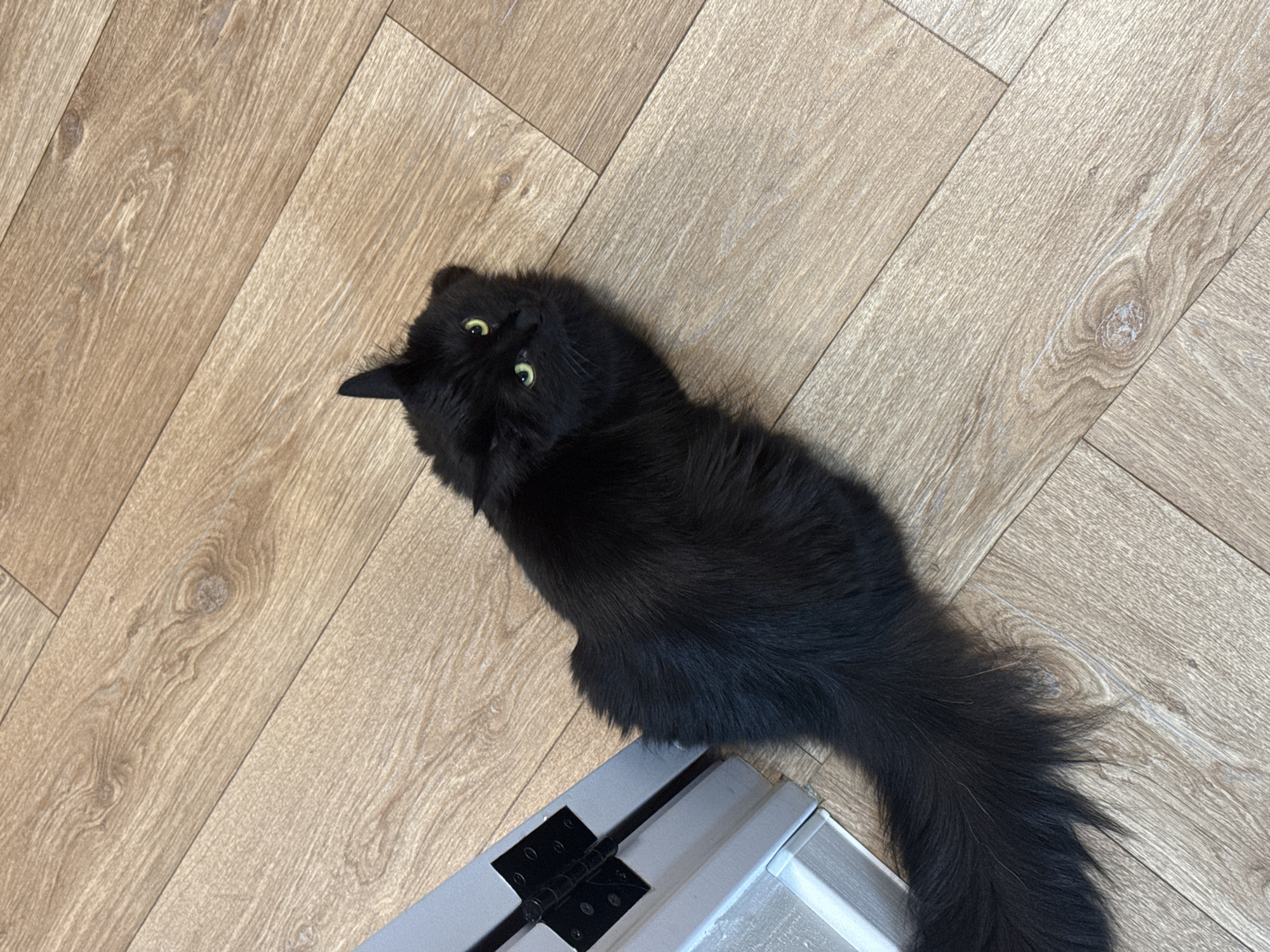 A black cat is lying on a light-colored, wooden floor next to a gray door frame. The cat is oriented towards the upper left of the image, with its head tilted and eyes looking directly at the camera. The environment consists of a hardwood floor with linear patterns mimicking wood grain. The lighting is bright, creating shadows behind the cat and the door frame.