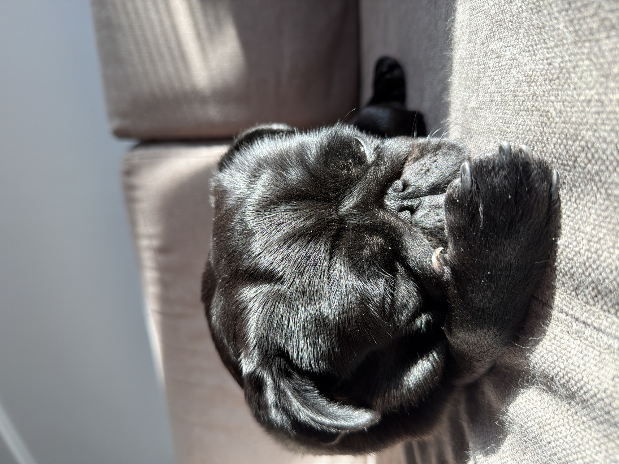 A black pug is sleeping on a textured gray couch. The pug is curled up, with its head resting on its paw and its face partially obscured. Sunlight streams in from the right, casting shadows on the couch and highlighting the pug's fur. The background shows the back of the couch, with subtle vertical lines from blinds or a window. There are no people present, and the environment appears to be indoors, likely a living room. The location is not specified as being in Sirius, Russia.
