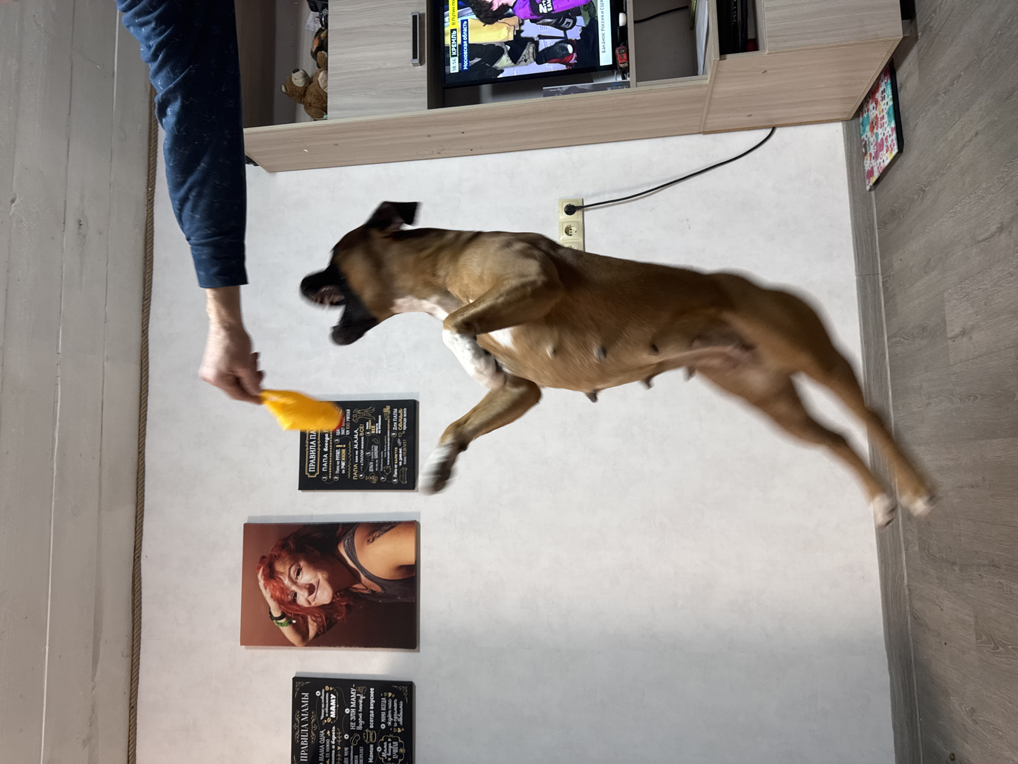 The image shows a tan boxer dog in mid-air, leaping for a yellow toy held by a person with a blue long-sleeved shirt. The setting is inside a room. On the wall behind the dog are three framed signs or pictures: two with black backgrounds and white text, and one with a woman's portrait. Above, there's a wall-mounted TV showing a news broadcast in Russian, an electrical outlet, and a cabinet. The floor is gray, wood-patterned laminate. OCR is visible from the posters on the wall, suggesting they are rules of parenting. The text on the TV reads "КРЕМЛЬ" and "Московская область." While the image is from a personal space in Russia, the city of Chaikovsky is not visible.