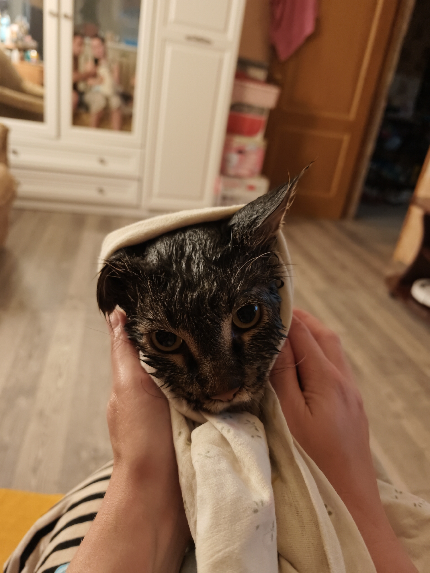 In Star, Russia, a cat wrapped in a towel is held by human hands. The cat, with wet fur and visible whiskers, is looking directly at the camera. The background shows a white cabinet with mirrored doors reflecting two people, and a wooden door. The floor is light-colored wood. The image appears to be taken indoors.