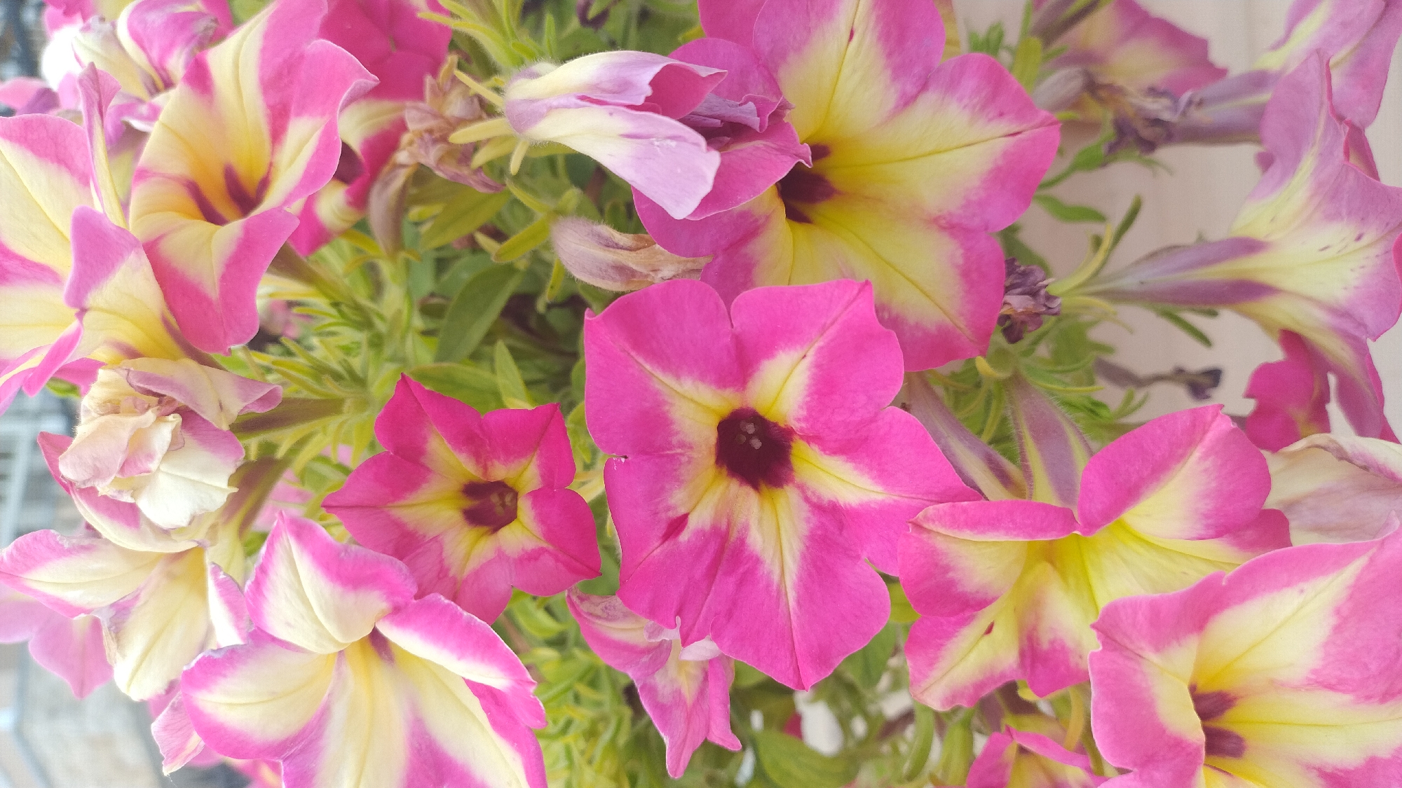 The image shows a close-up of a cluster of pink and yellow petunia flowers, some in bloom and others wilting, against a blurred background that suggests an outdoor setting with hints of a building structure. The flowers exhibit vibrant pink outer petals with streaks of yellow and white radiating towards a dark center. Some petals are slightly curled or drooping, indicating the natural life cycle of the flowers. Green leaves and stems are visible, interspersed among the blooms. The lighting appears to be natural daylight, casting soft shadows. The scene is likely a garden or a planter in Νέα Κερασιά, Greece, possibly a residential area given the presence of architectural hints in the background. No people or specific actions are depicted.