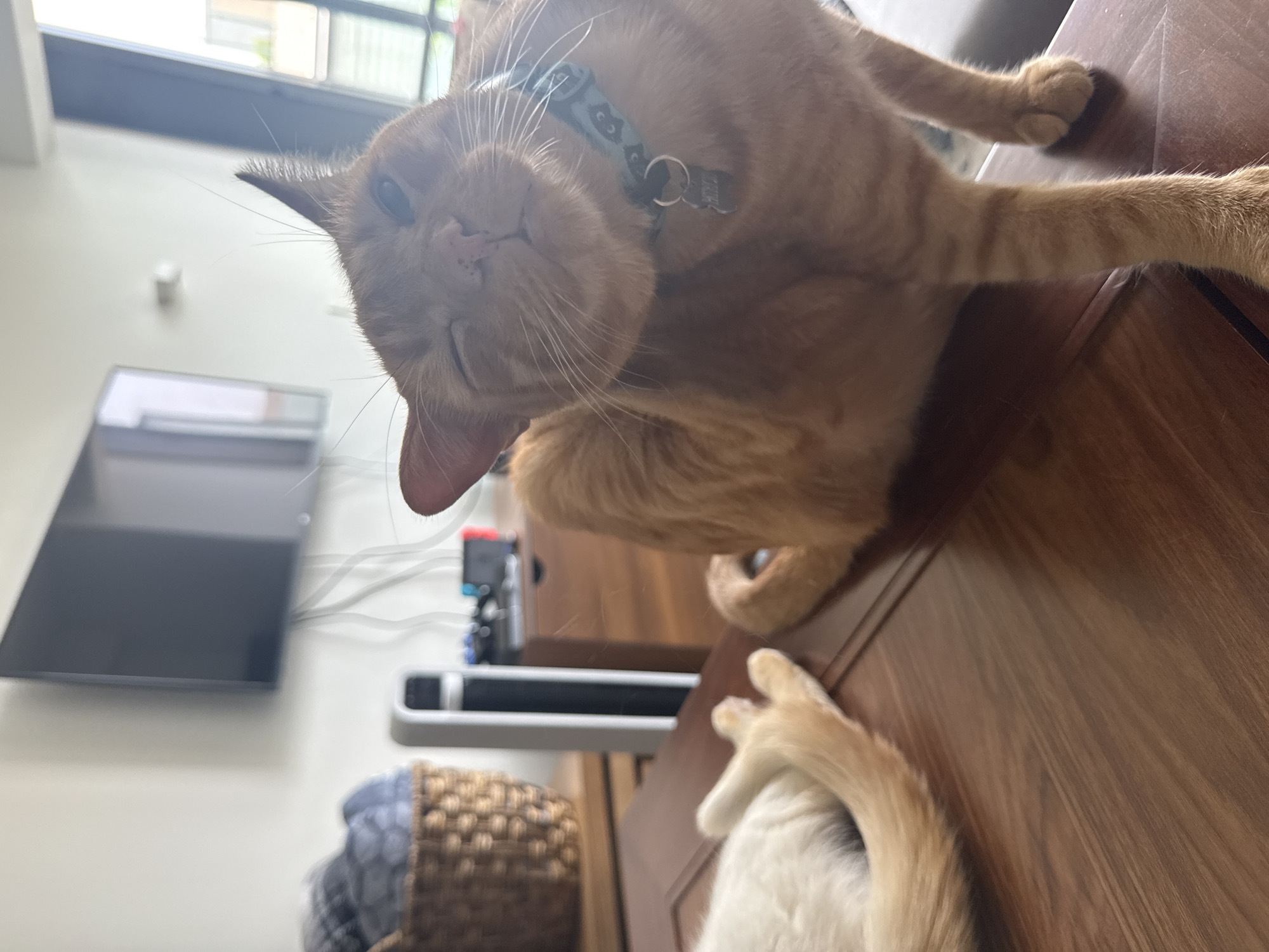 An orange tabby cat is indoors on a brown, wooden surface. The cat has a collar with tags. A television, a woven basket, and other electronic devices are visible in the background. The location is presumed to be Mexico City, Mexico, based on prior knowledge of the image source, although no specific evidence within the image confirms this.