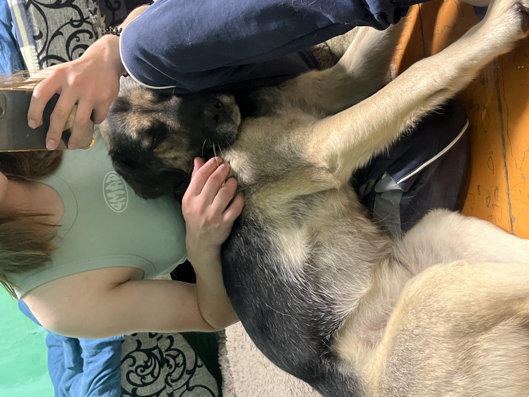 In an indoor setting, a person wearing a light green tank top and dark blue sweatpants is sitting with a large dog. The dog, with tan and black fur, is lying down and resting its head on the person's lap. The person's right hand is holding a smartphone, and their left hand is petting the dog. The background shows a bed with blue and patterned bedding, a floor covered with a beige rug and wooden planks, and a hint of a wall. The scene suggests a moment of relaxation and connection between the person and the dog. There is no information in the image to indicate the location is Nizhny Tagil, Russia.