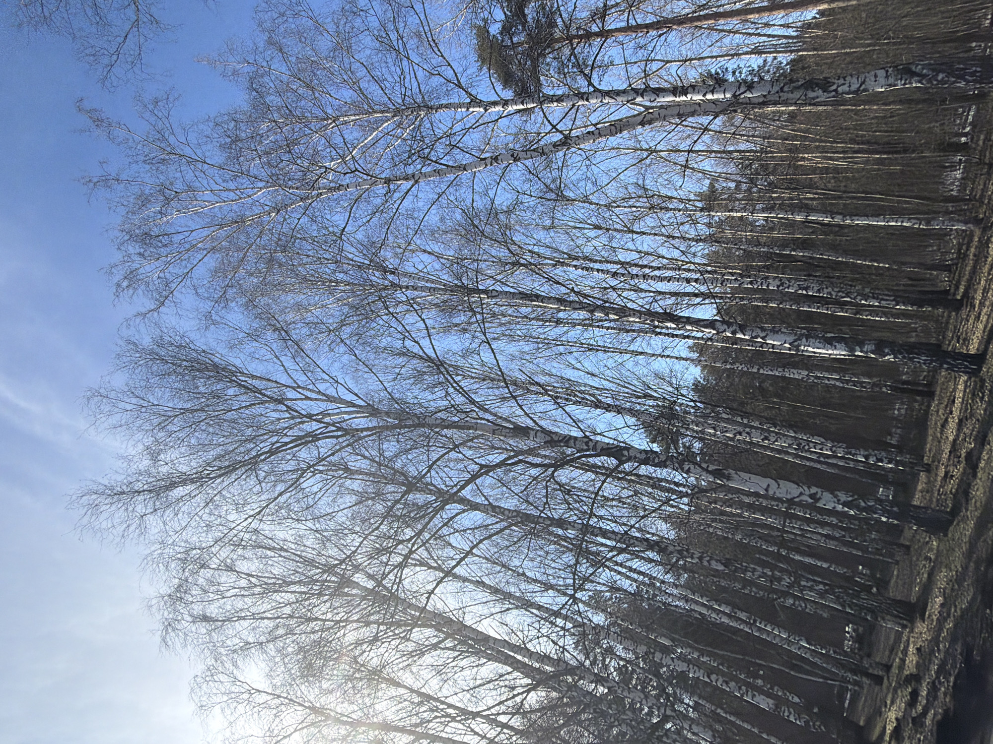 A birch forest stands in Perm, Russia, beneath a clear, blue sky. The leafless trees have white bark with black markings. Bare branches reach towards the sky, intersecting. The sun is shining. The forest floor appears dry.