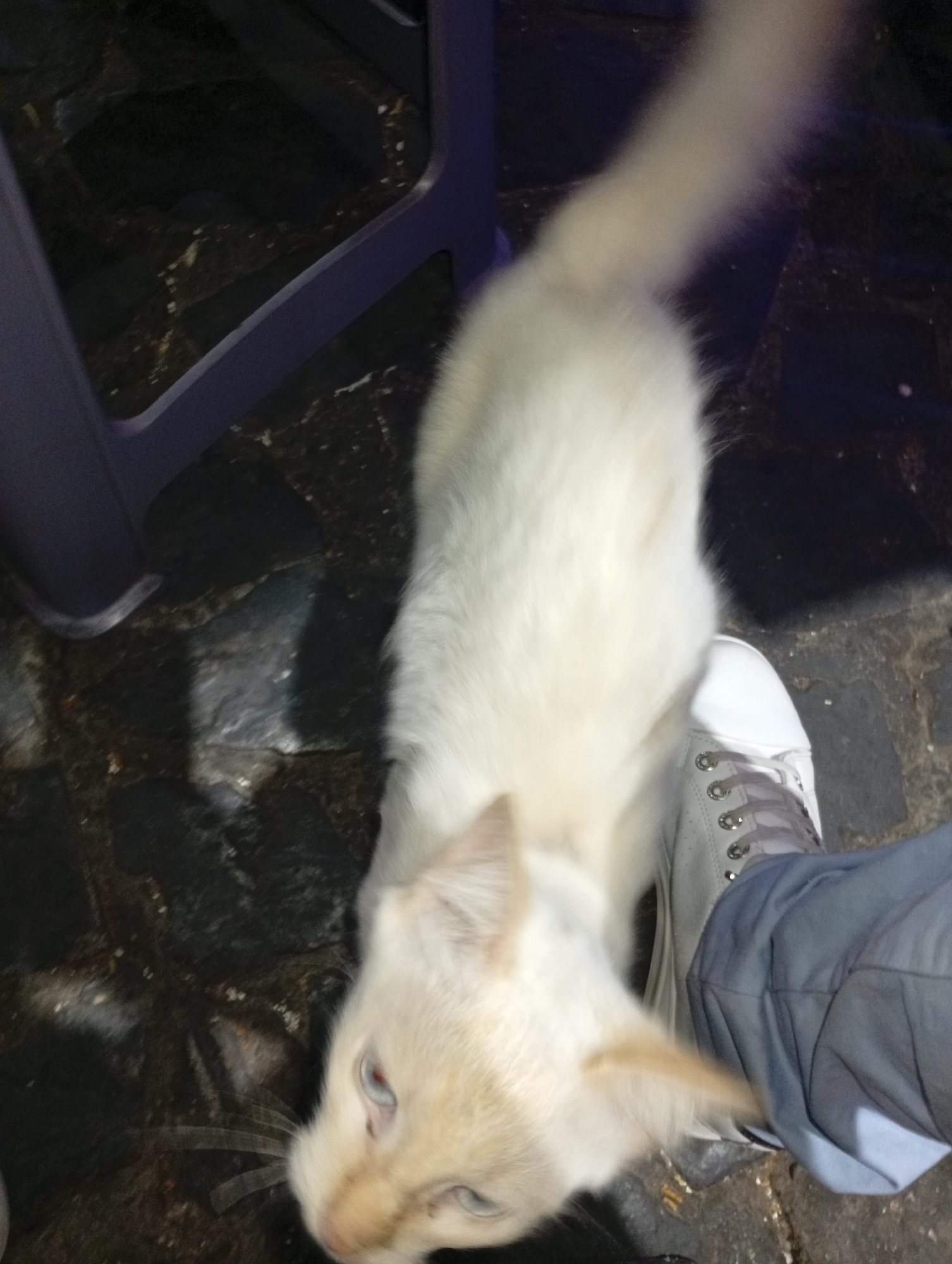 A tan cat is standing next to a person's shoe in what appears to be an outdoor setting. The cat is facing the camera with its head tilted up towards the person. The cat's fur is a light tan color, and it has blue eyes. The person is wearing gray pants and a white sneaker with gray laces. The ground is dark, possibly made of stone, and there is a metal chair leg visible in the upper left corner. Based on the prompt context, the location is in the city of Juan Griego, Venezuela.
