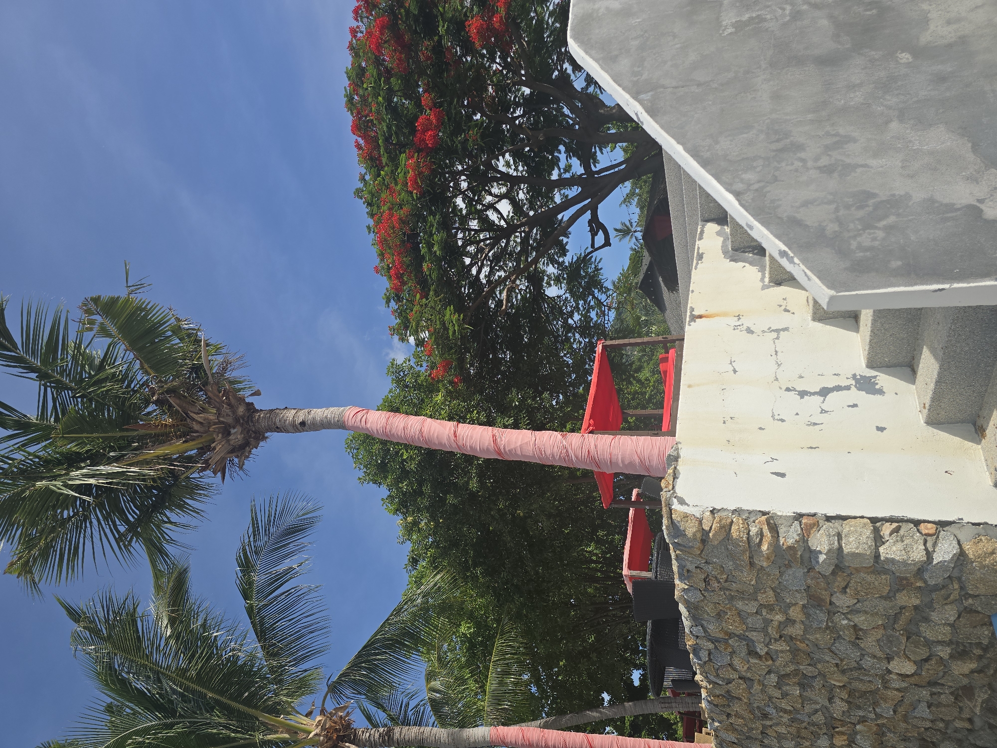 The image shows an outdoor scene with palm trees, a stone wall, and concrete stairs. Two palm trees with their trunks wrapped in pink material are prominent in the foreground. Behind them, lush green trees and a tree with bright red flowers are visible. In the mid-ground, there are some red canopies and outdoor furniture, suggesting a seating area. A stone wall runs along the left side of the image, bordering a concrete structure that includes a set of stairs leading upwards. The sky is blue with some light clouds. The location is identified as Baan Chaweng Noi, Thailand.