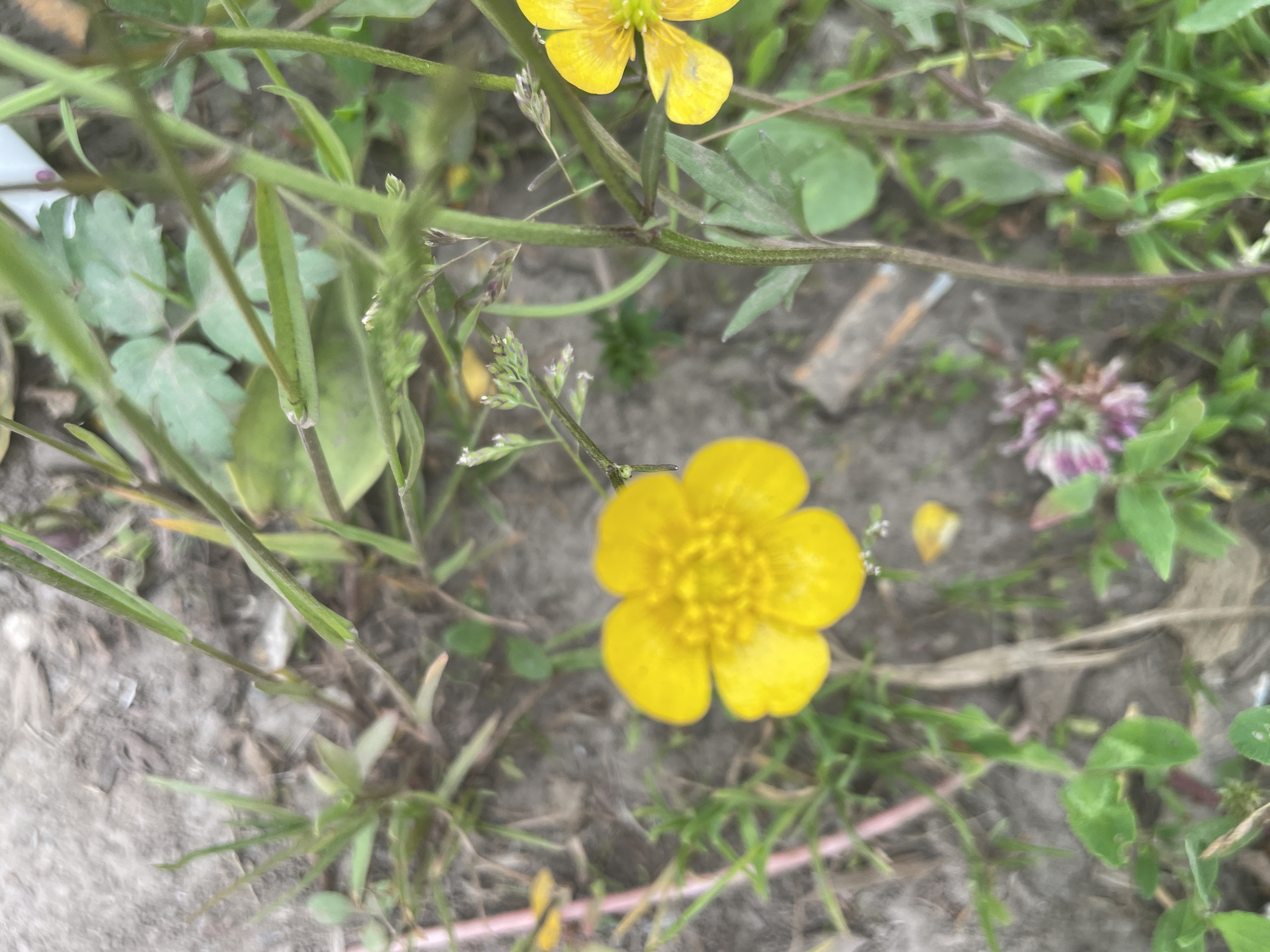The image captures a close-up view of yellow buttercups growing amidst soil and sparse vegetation. The flowers are bright yellow with multiple petals and prominent stamens. Green stems and leaves are visible, some with a reddish hue. The ground appears to be a mixture of dirt, small pebbles, and some dry organic matter. In the background, a cluster of purplish flowers, possibly clover, can be seen, along with more green foliage. The overall setting suggests an outdoor environment, likely a natural or semi-natural area within or near the city of Terpelovo, Russia.