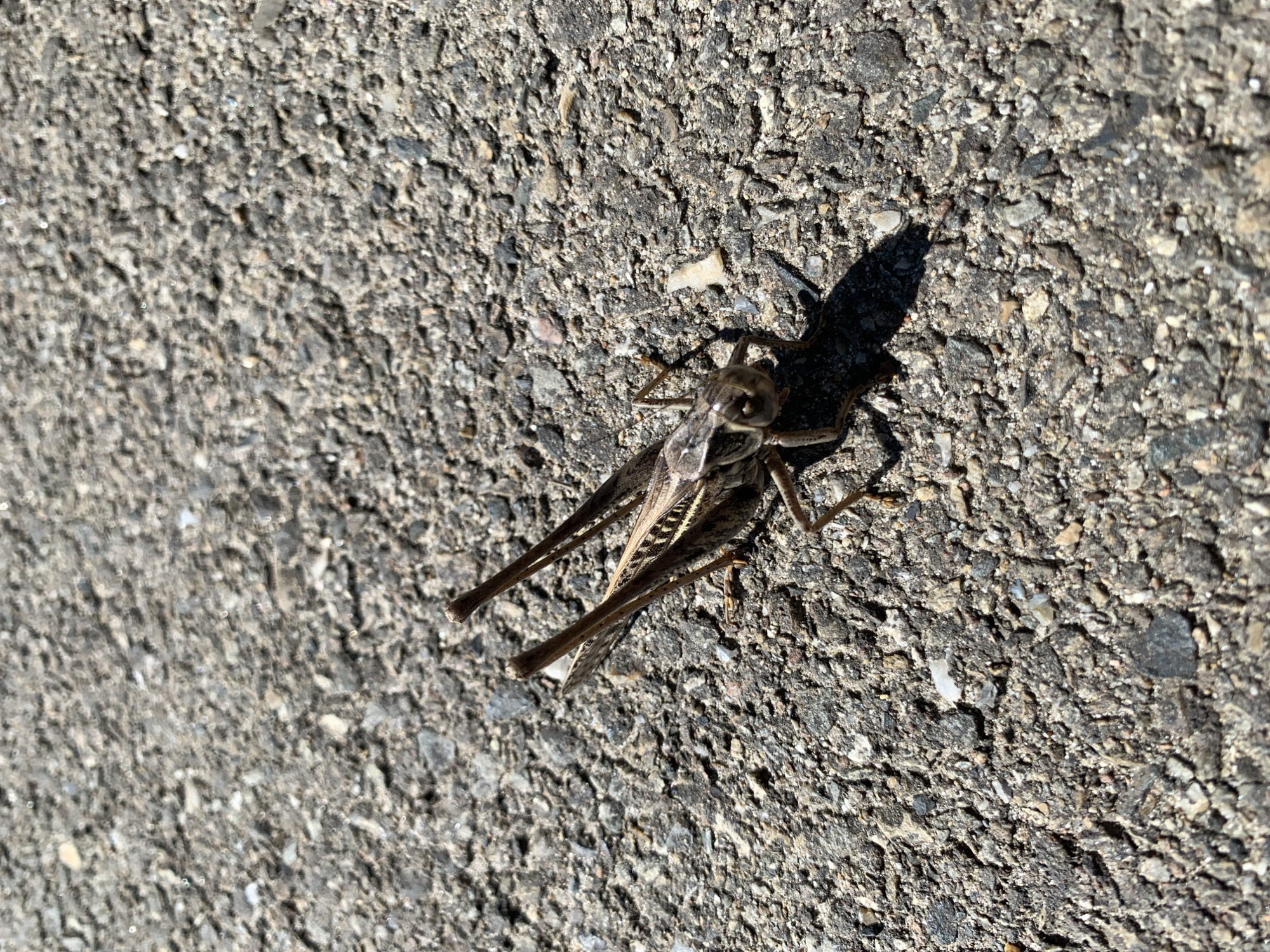 A grasshopper is shown from a top-down perspective on an asphalt surface in Kropotkin, Russia. The grasshopper is brown and has visible wings, antennae, and legs. The asphalt is dark gray and appears rough with small stones embedded in it. The lighting suggests it is daytime, casting a shadow from the grasshopper to its right.