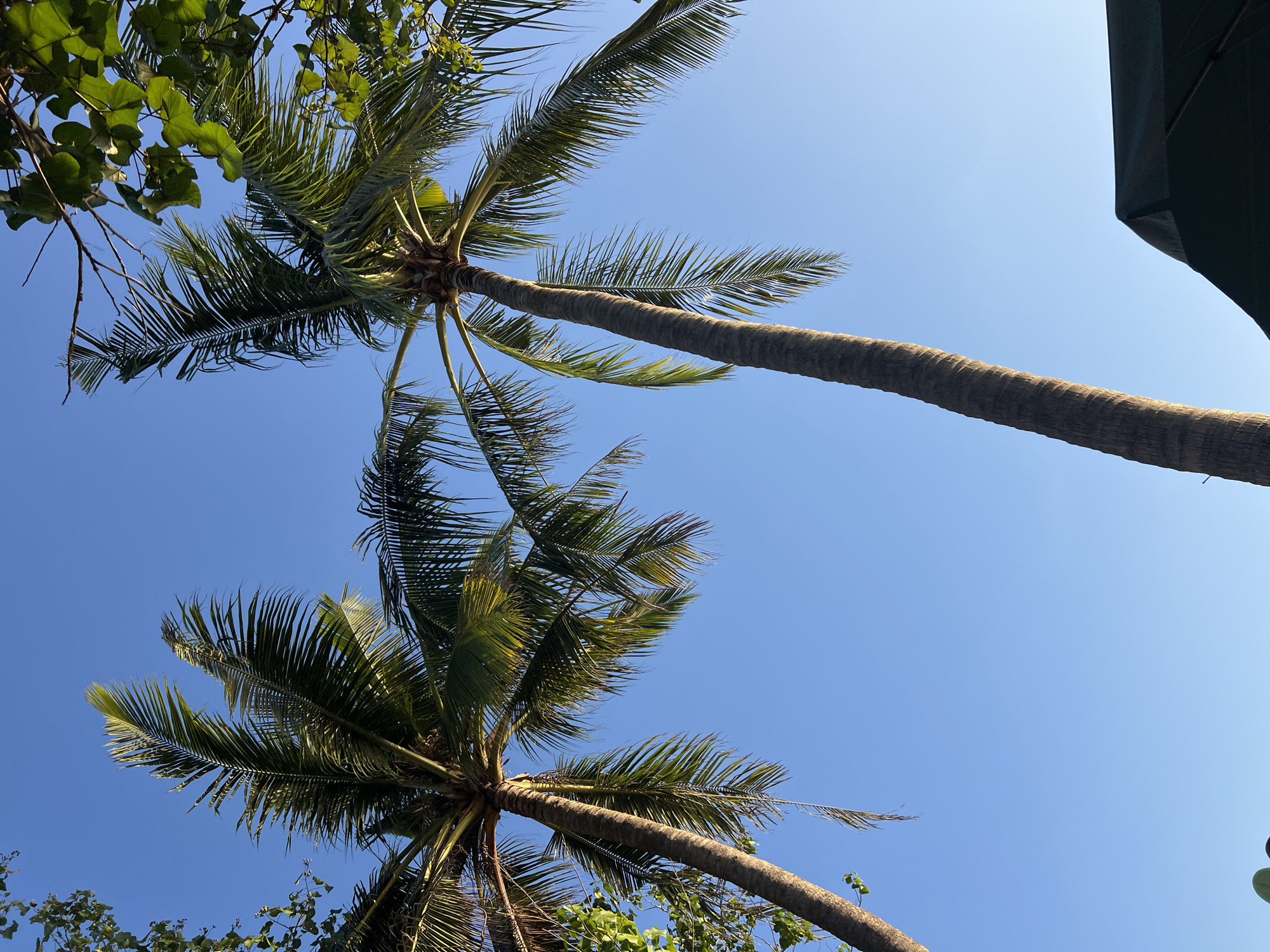Two palm trees dominate the frame, reaching towards a clear, bright blue sky. Their rough, textured trunks are angled upwards, with the fronds of their crowns splayed out against the expanse. Some fronds are tinged with sunlight, creating a dappled effect. In the upper right corner of the image, the green leaves of another tree are visible, casting shadows and adding texture to the scene. In the lower right corner, the dark green fabric of an umbrella is partially visible, its curved edge suggesting it is part of an outdoor seating area. The image appears to capture a sunny day, likely in a tropical location like Kuta, Indonesia, where such scenery is common.