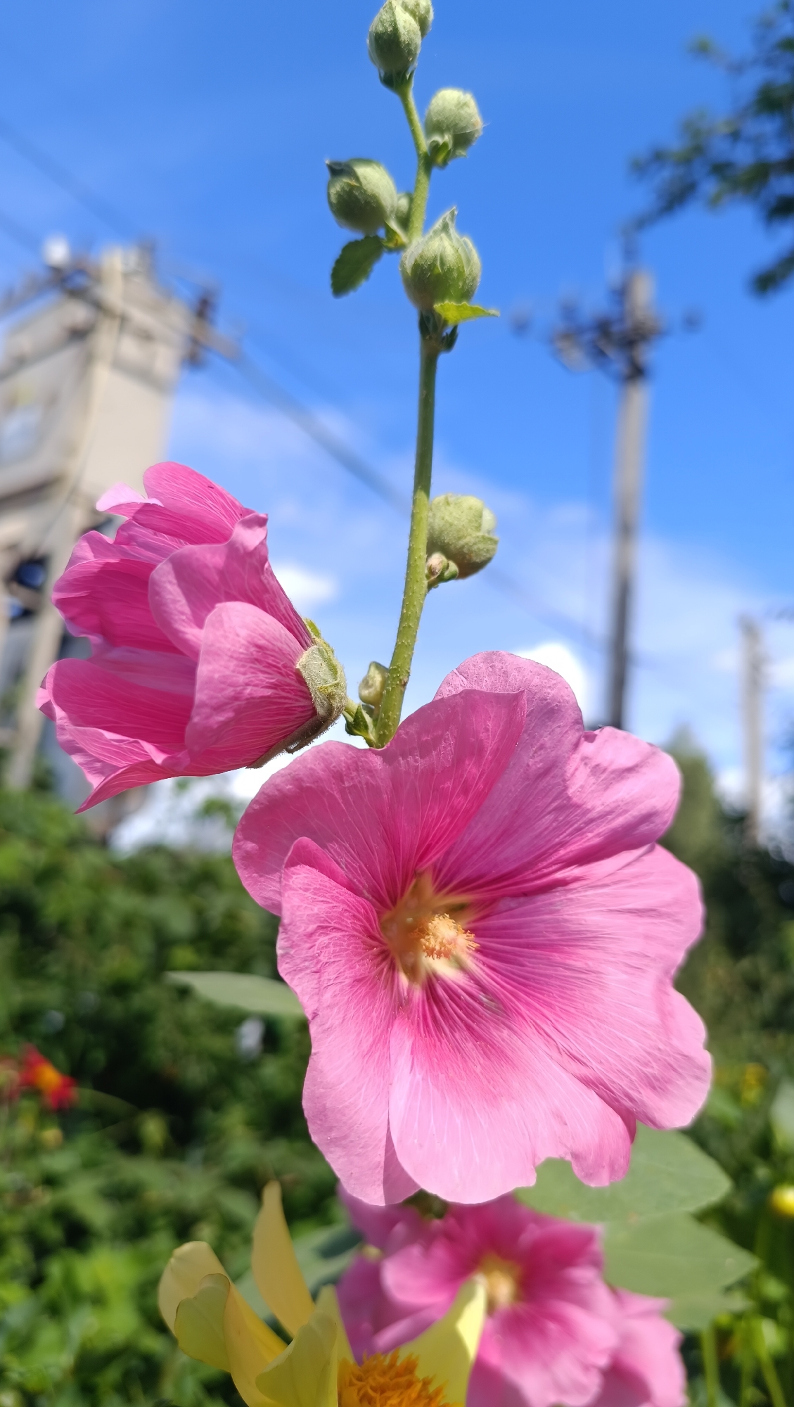 In the city of Karsha, Russia, a close-up, low-angle shot captures a vibrant stalk of pink hollyhocks reaching towards a bright blue sky. The flowers, some fully bloomed and others in bud, are in sharp focus, with delicate petals showcasing intricate veining. The foreground is dominated by the lush pink blooms, while a partially visible yellow flower adds a contrasting splash of color. In the blurred background, green foliage suggests a garden setting, interspersed with the indistinct shapes of utility poles and buildings, hinting at an urban landscape. The scene is bathed in natural sunlight, creating soft shadows and highlighting the textures of the flowers.