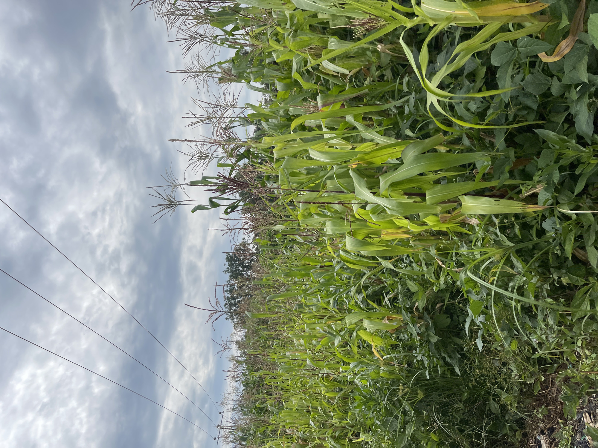 The image shows a field of tall green corn stalks with tassels, interspersed with other green foliage and some smaller plants. The corn is growing densely and appears to be mature or nearing maturity. Overhead, several power lines stretch across a cloudy sky. The scene suggests an agricultural setting, likely in Rafin Par, Nigeria, given the context. The ground is partially visible on the left, with some dirt and what appears to be discarded debris. The lighting indicates an overcast day. There are no people or animals visible in the image.