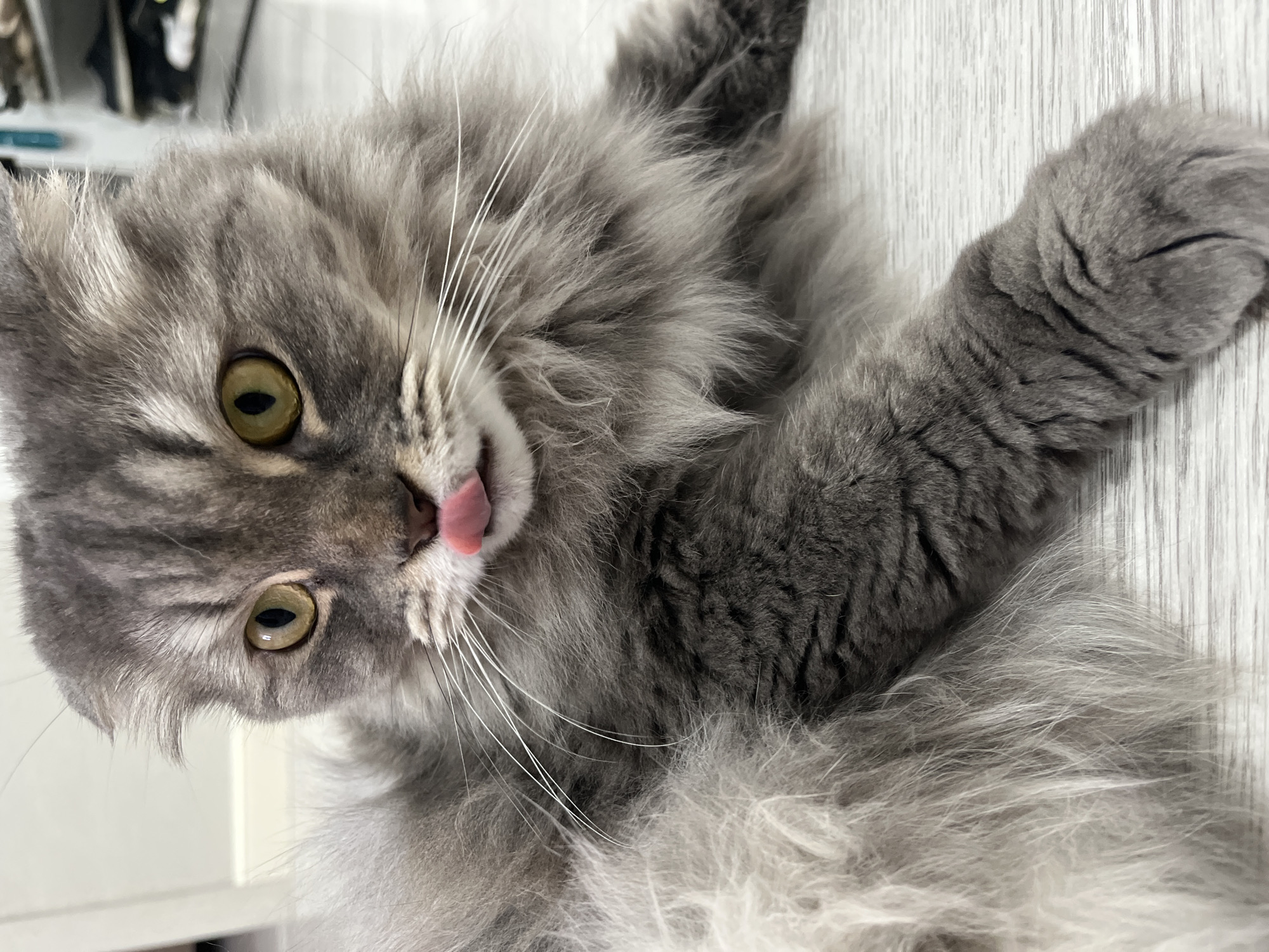 A close-up, eye-level, indoor shot shows a gray, fluffy cat with its tongue sticking out. The cat is lying on a light-colored, wooden floor with a subtle pattern. The cat's fur is a mix of light and dark gray, with tabby markings on its face and body. Its eyes are a striking golden-yellow, and its ears are folded. The background is slightly blurred, showing a hint of white wall and shelves with various items, possibly in a home environment. The cat's left paw is extended forward, and its right paw is mostly obscured by its fur. The lighting is even and bright, highlighting the texture of the cat's fur and the details of its face. The image appears to have been taken in a residential setting.