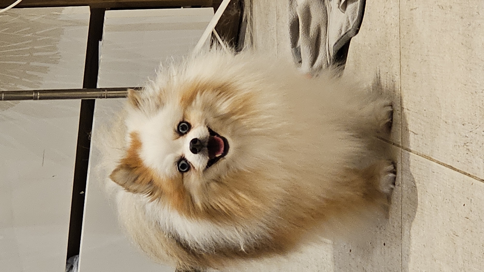 A Pomeranian dog with a fluffy, cream and tan coat stands in a tiled room, looking directly at the camera with its mouth open in a smile. The dog's eyes are wide and dark blue. The background is blurred, showing a white cabinet or wall and a tall, thin metallic pole. A gray cloth lies on the floor to the right of the dog. The scene appears to be indoors, possibly in a home or hotel room, and is not specifically located in Baan Chaweng, Thailand.