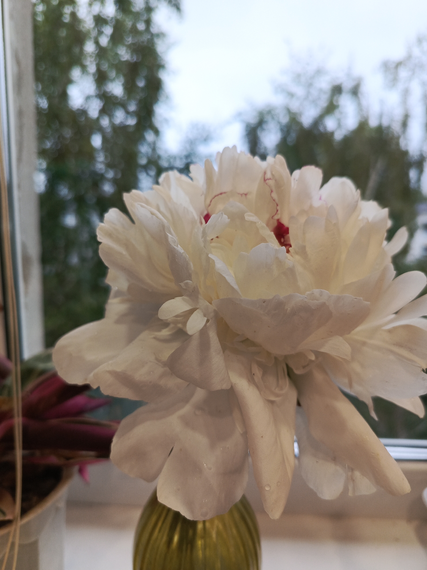 A close-up shot shows a white peony with red accents in a green, ribbed glass vase, placed on a windowsill. In the background, out-of-focus trees and a blurred sky are visible through the window. A potted plant with green and burgundy leaves is partially visible on the left. The photograph was taken indoors in Chaikovsky, Russia.