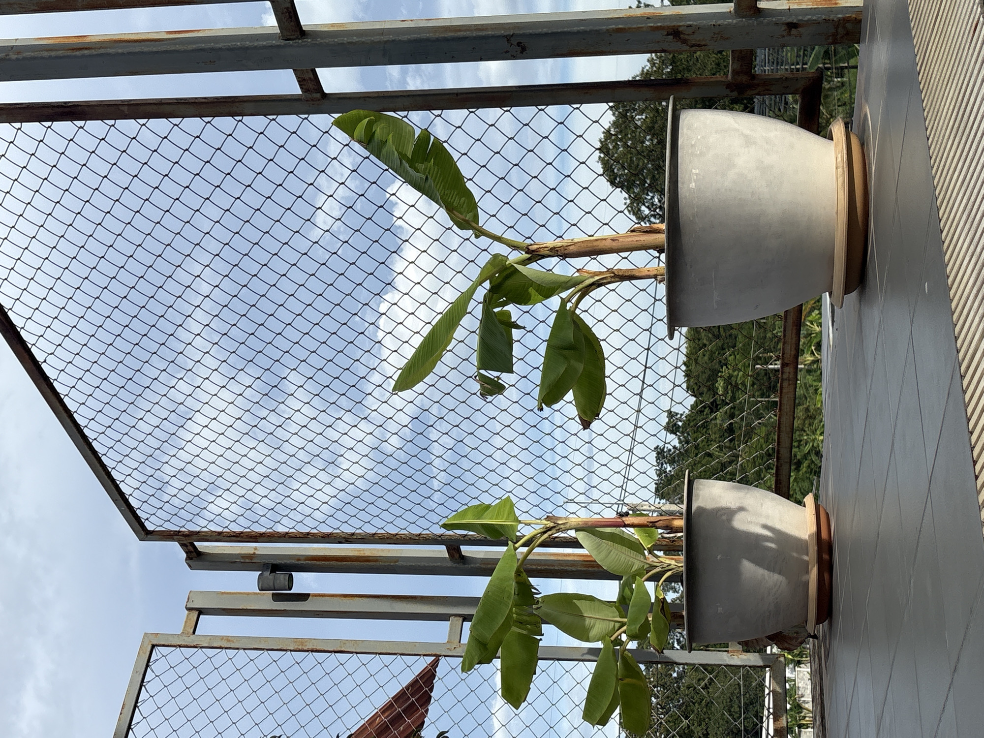 Two potted banana plants are situated on a tiled balcony in Chalong, Thailand. The plants are in grey, tapered pots with brown saucers, and are positioned behind a wire mesh fence. The fence is supported by weathered metal posts, some of which show signs of rust. Beyond the fence, a dense line of trees forms the background under a cloudy sky. The overall scene suggests an outdoor setting, likely a rooftop or balcony with a view of greenery.