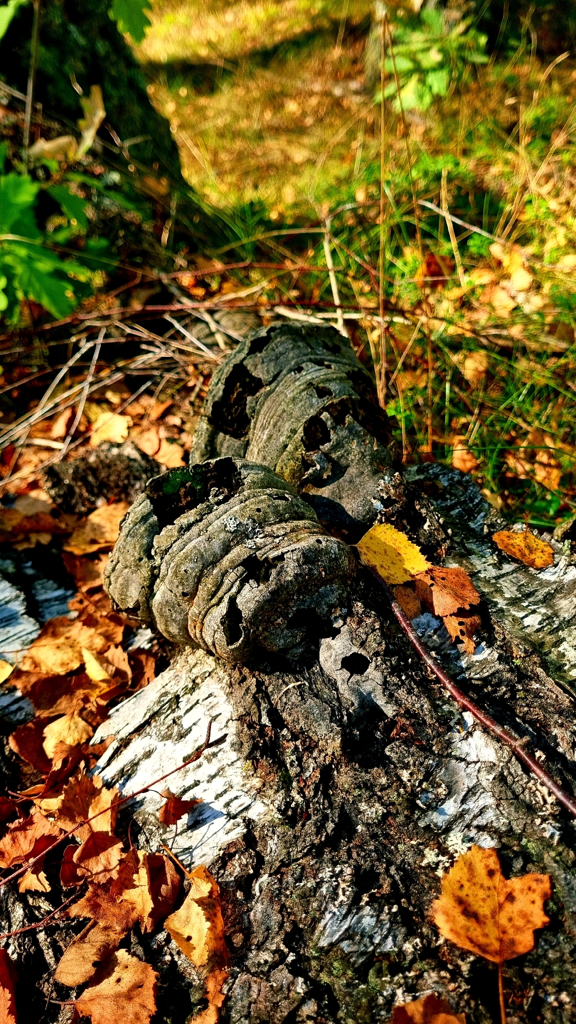 A close-up, low-angle shot captures a fallen birch log covered in a shelf fungus. The log is resting on the forest floor, surrounded by dry, fallen autumn leaves in shades of brown and yellow. Some green grass and foliage are visible in the background, suggesting a natural outdoor setting, possibly in a forest or park area. The lighting indicates it is daytime, with sunlight filtering through the trees, creating dappled shadows. There are no people or animals present in the image. The scene is static and appears to be a natural decomposition process in progress.