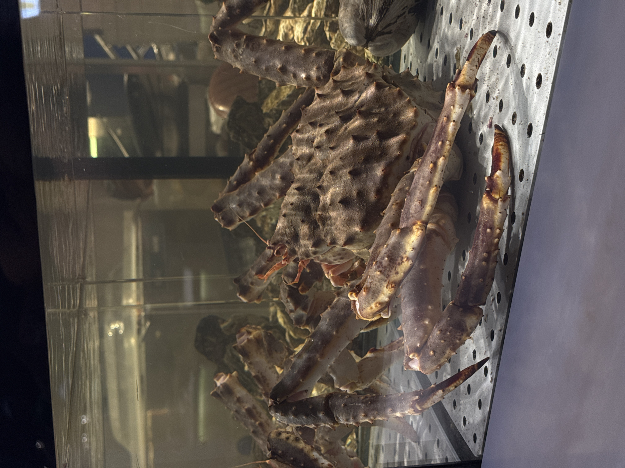 A large Alaskan king crab is in an aquarium tank. The tank is located in Moscow, Russia. The crab is pressed against the side of the aquarium. The background shows other aquarium tanks. The lighting is dim.