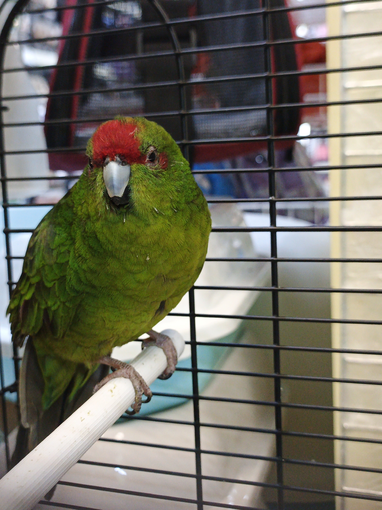 A close-up, eye-level, medium shot captures a bright green parrot with a red crown perched on a white dowel rod inside a black metal cage. The parrot faces the camera directly, its beak slightly open. Its feathers are textured, with visible barring on the wing area. The cage bars create a grid pattern across the foreground and background. In the blurred background, out-of-focus shapes suggest an indoor environment, possibly a pet store or a home. The lighting is even, highlighting the parrot's vibrant colors. No identifiable landmarks or specific environmental details are visible to pinpoint a location in Zlatoust, Russia.