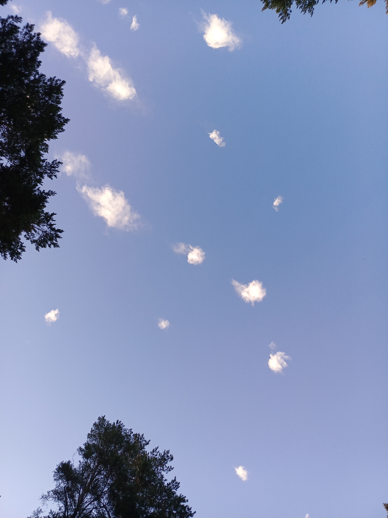 This is a low-angle, wide shot of a clear blue sky with scattered cumulus clouds. The top and left edges of the frame are partially obscured by the dark green foliage of evergreen trees. One tree is prominent in the bottom center of the frame, also dark green and silhouetted against the sky. The clouds are small, puffy, and white, with some appearing more elongated and wispy than others. The overall lighting suggests it is daytime, possibly late afternoon or early evening due to the soft light and the color of the sky. The scene depicts a natural environment, likely a park or forest on the outskirts of Chaikovsky, Russia, given the presence of evergreen trees. There are no people or man-made structures clearly visible in the image.