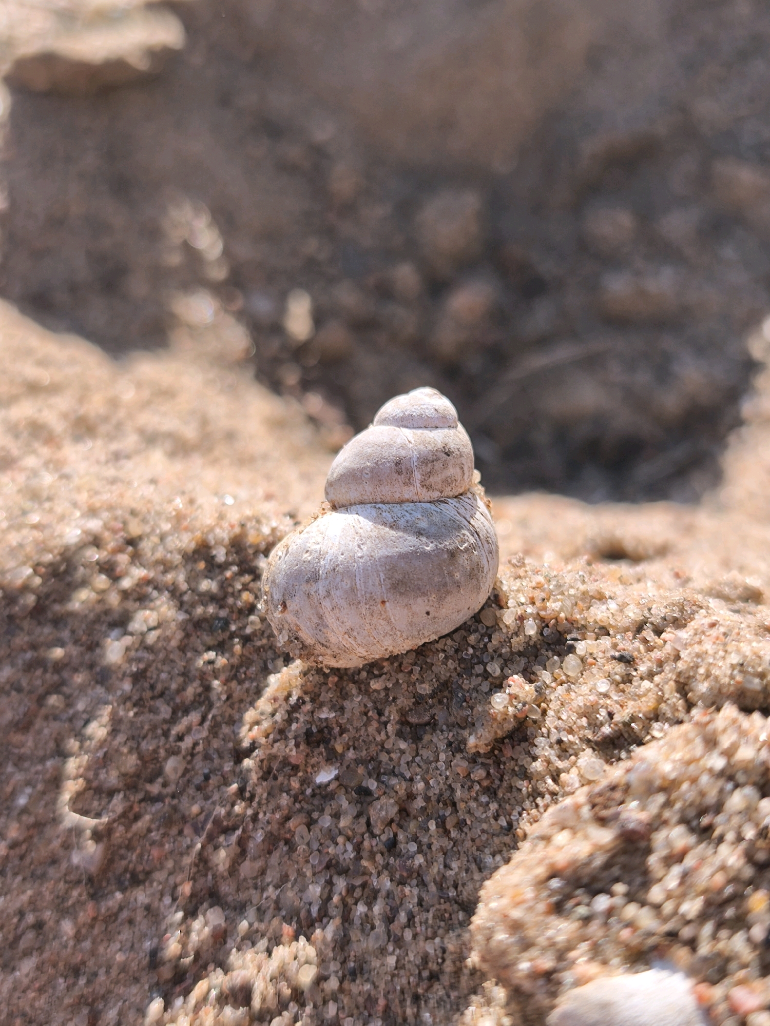 A close-up, low-angle shot features a single, small, spiral-shaped seashell resting on a patch of damp sand. The seashell is light-colored, appearing off-white or pale beige, with visible lines indicating its growth segments. It is positioned slightly to the left of the frame's center, with its opening facing downwards and slightly to the right. The sand surrounding the shell is a mixture of fine grains and larger pebbles, with some shimmering highlights suggesting it is wet. In the background, the sand appears more textured and out of focus, with a muted brown and gray color palette. The lighting creates distinct shadows, particularly behind the seashell, indicating the sun is positioned to the upper left. There are no people or other living organisms visible in the image. The scene appears to be a natural outdoor environment, likely a beach or riverbank, but the specific location in Mahilyow, Belarus cannot be determined from the visual information provided.