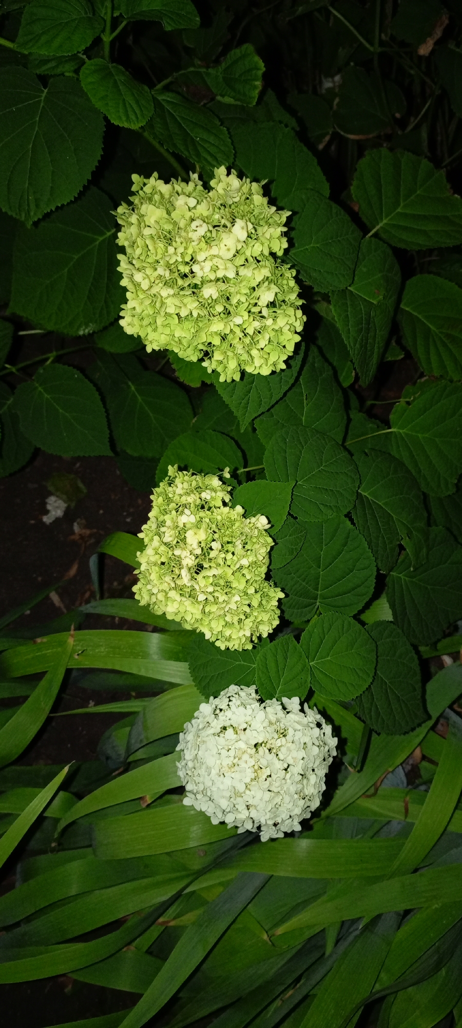 The image shows three hydrangeas blooming amongst dark green foliage. The top two hydrangea clusters are a pale green color, while the bottom one is white. Long, green leaves of another plant are visible in the foreground. The scene is dark, suggesting it was taken at night or in a shaded area. The location in Kirsanov, Russia is not discernible from the image itself.