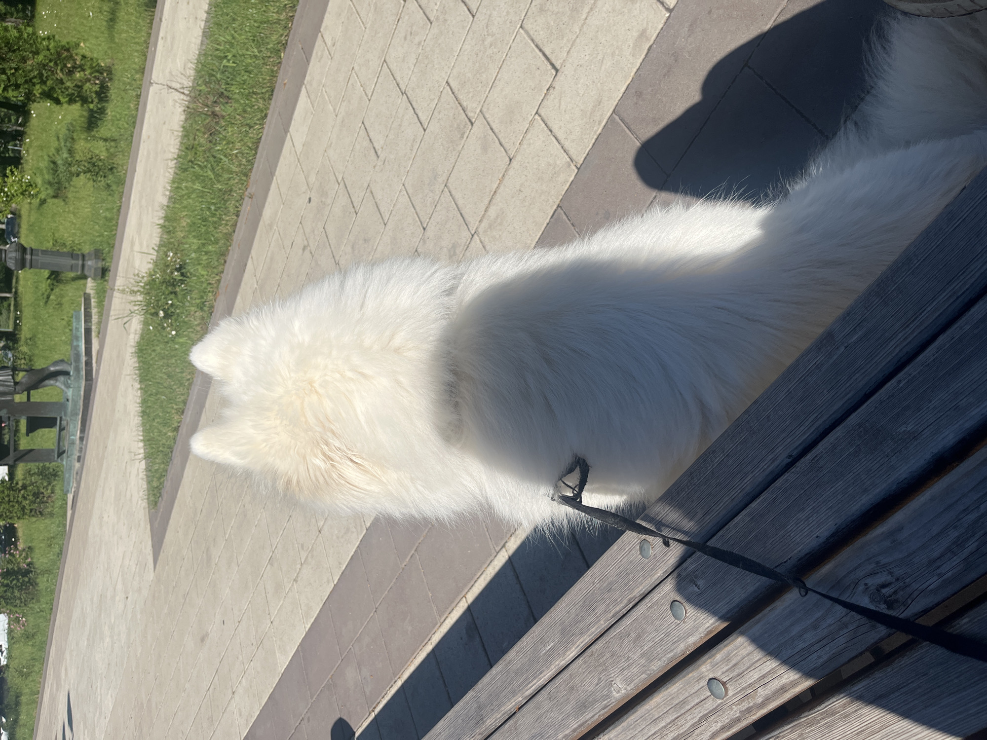 A white fluffy dog is sitting on a wooden park bench, viewed from behind. The dog is facing away from the camera, and only its back and fluffy tail are visible. A dark leash is attached to the dog's collar and is draped over the bench. The bench is made of weathered wooden planks. Behind the bench, a paved walkway is visible, bordered by a strip of green grass. Further in the background, there is more grass, some trees, a lamppost, and a partial view of a statue. The scene appears to be in a park on a sunny day, as indicated by the shadows cast on the bench and walkway. The location is described as Unknown, Unknown.