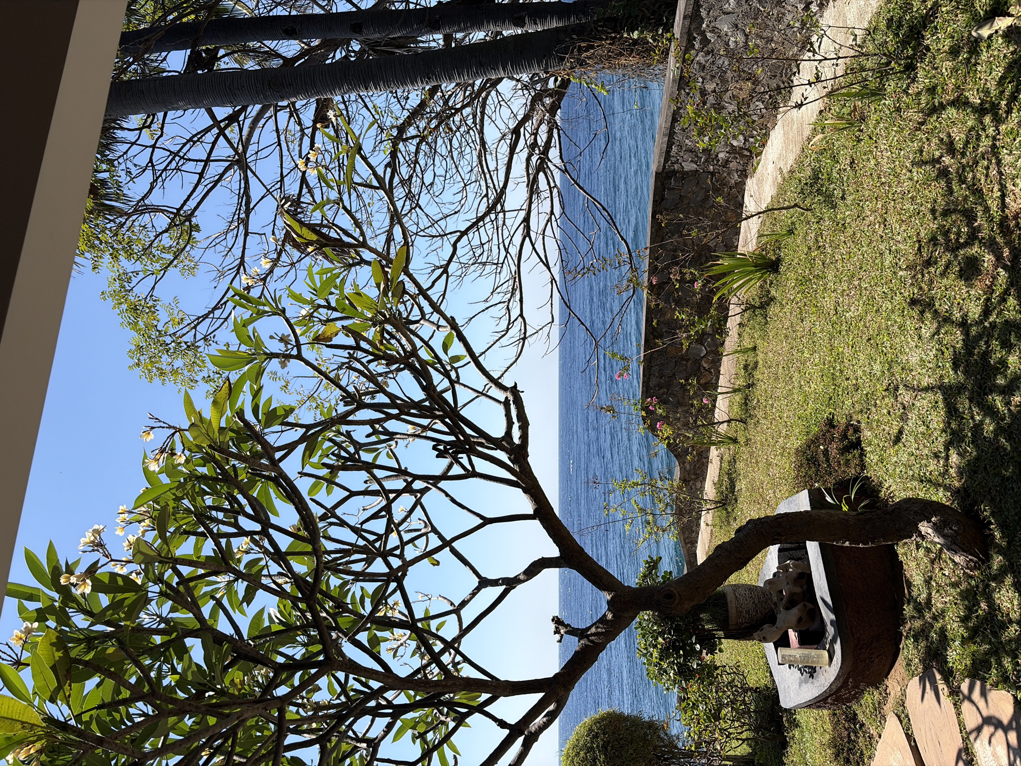 The image depicts a tranquil garden scene overlooking the ocean in Abang, Indonesia. In the foreground, a frangipani tree with green leaves and white flowers dominates the left side, its branches casting shadows on the well-maintained grass. To the left of the tree is a decorative stone planter containing a potted plant and what appears to be a stone sculpture. A winding concrete path leads through the grassy area towards a low stone wall that separates the garden from the body of water. Behind the wall, the deep blue ocean stretches towards the horizon under a clear blue sky. The background features the silhouettes of palm trees and other lush vegetation, suggesting a tropical environment. The scene is bathed in bright sunlight, indicating a clear day. There are no people visible in the image.