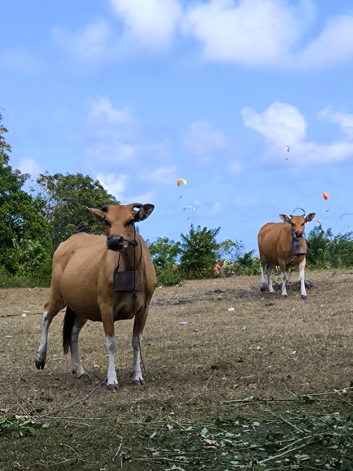 Two brown cows graze in a field on a partly sunny day. The cow in the foreground faces the camera and wears a metal bell around its neck. The other cow stands further back on a slight rise. Both cows have white markings on their lower legs. The field is mostly dry grass with some green vegetation scattered around, including some trimmed branches in the foreground. In the background, there are trees and bushes. The sky is blue with scattered white clouds. Several colorful paragliders are visible in the sky. The location is Unknown, Unknown.