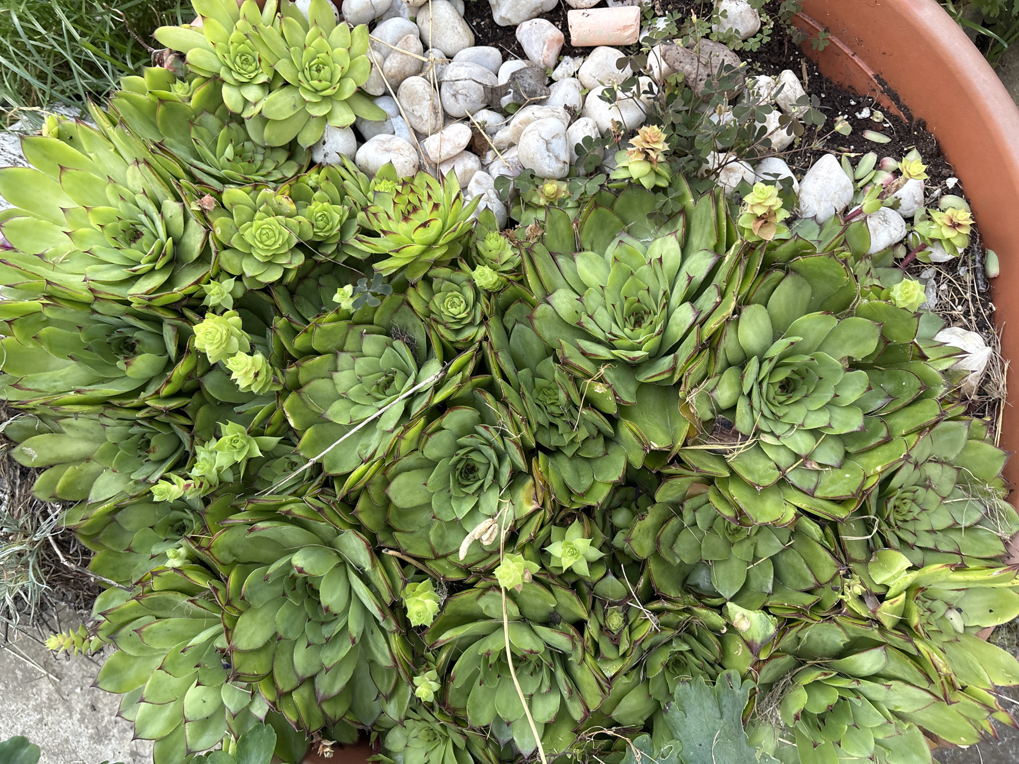 A high-angle, full shot shows a close-up of a container garden with an abundance of Hens and Chicks succulents. The plants are a vibrant green with reddish-brown tips on their pointed leaves, characteristic of the Sempervivum species. The succulents are densely packed, with many smaller "chicks" growing around the larger "hens." Scattered amongst the plants are small, smooth, white stones and some loose soil. In the bottom right of the frame, a pale pinkish-orange object, possibly a piece of chalk or a small stone, is visible. The background is slightly blurred, suggesting an outdoor setting. The image appears to be taken in the city of Kableshkovo, Bulgaria, given the context of the request.