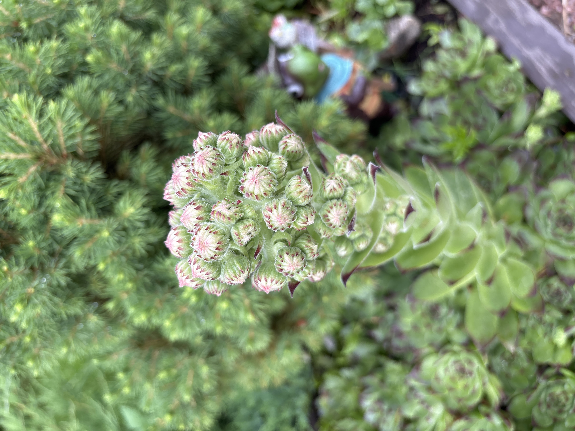 The image shows a close-up, overhead view of a Sempervivum plant, commonly known as a hen and chicks, with a developing flower stalk. The main subject is the flower stalk, which is covered in numerous small buds. These buds are a pale green color and have pink tips, and they are clustered together at the top of a tall, sturdy stem. The stalk itself is fuzzy, with fine hairs visible on its surface. Surrounding the Sempervivum are other plants, including dense, green evergreen foliage that appears to be some type of conifer, possibly a dwarf pine or spruce. To the right and in the background, more Sempervivum rosettes are visible, their leaves a mix of green and reddish-purple. There is also a blurred garden ornament, possibly a gnome or figurine, in the upper background, along with some rocks and soil. The lighting suggests it is daytime, and the scene appears to be outdoors in a garden or natural setting. No text is visible in the image. The focus is on the botanical details of the plant's flowering process.